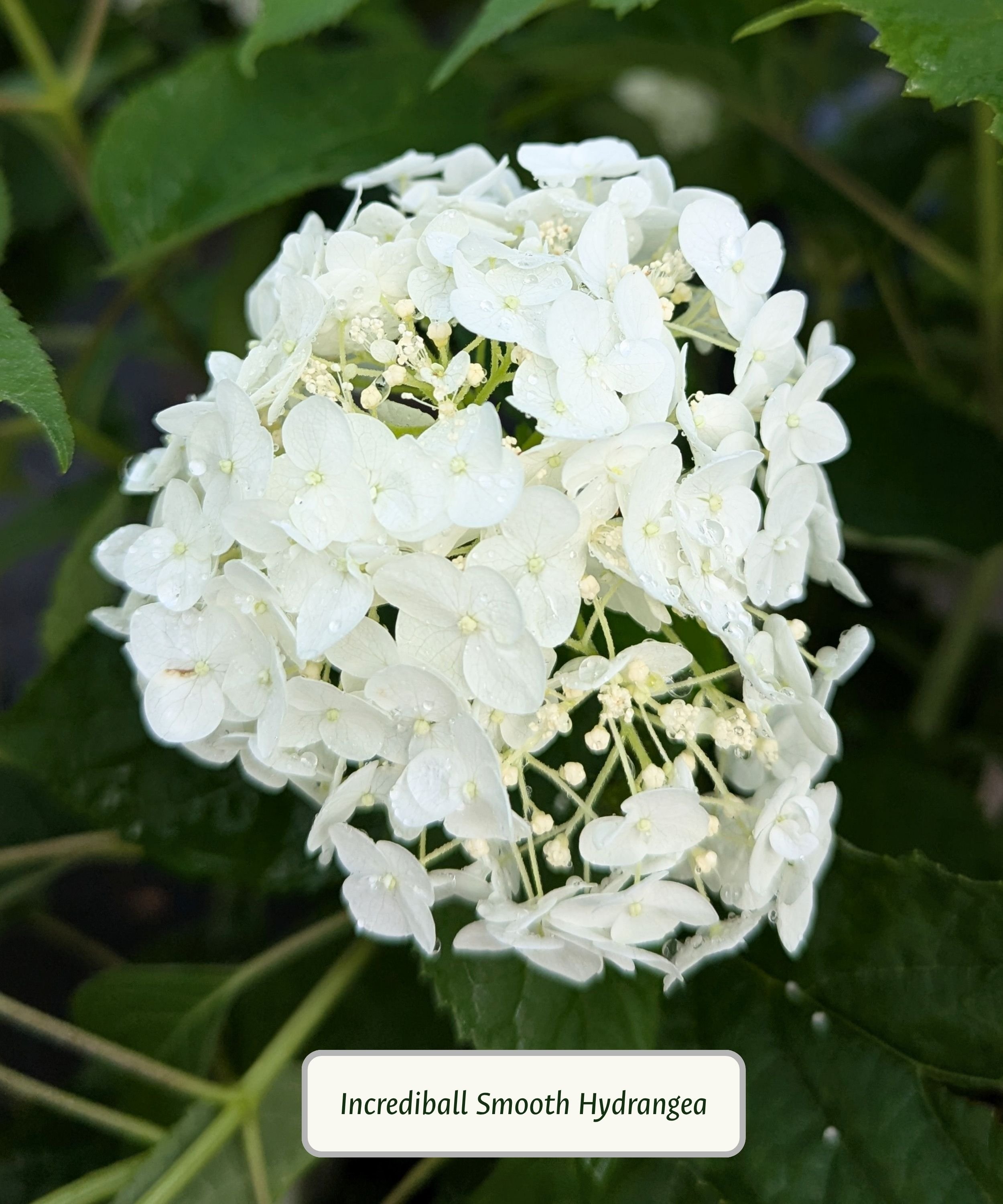 Smooth Hydrangea