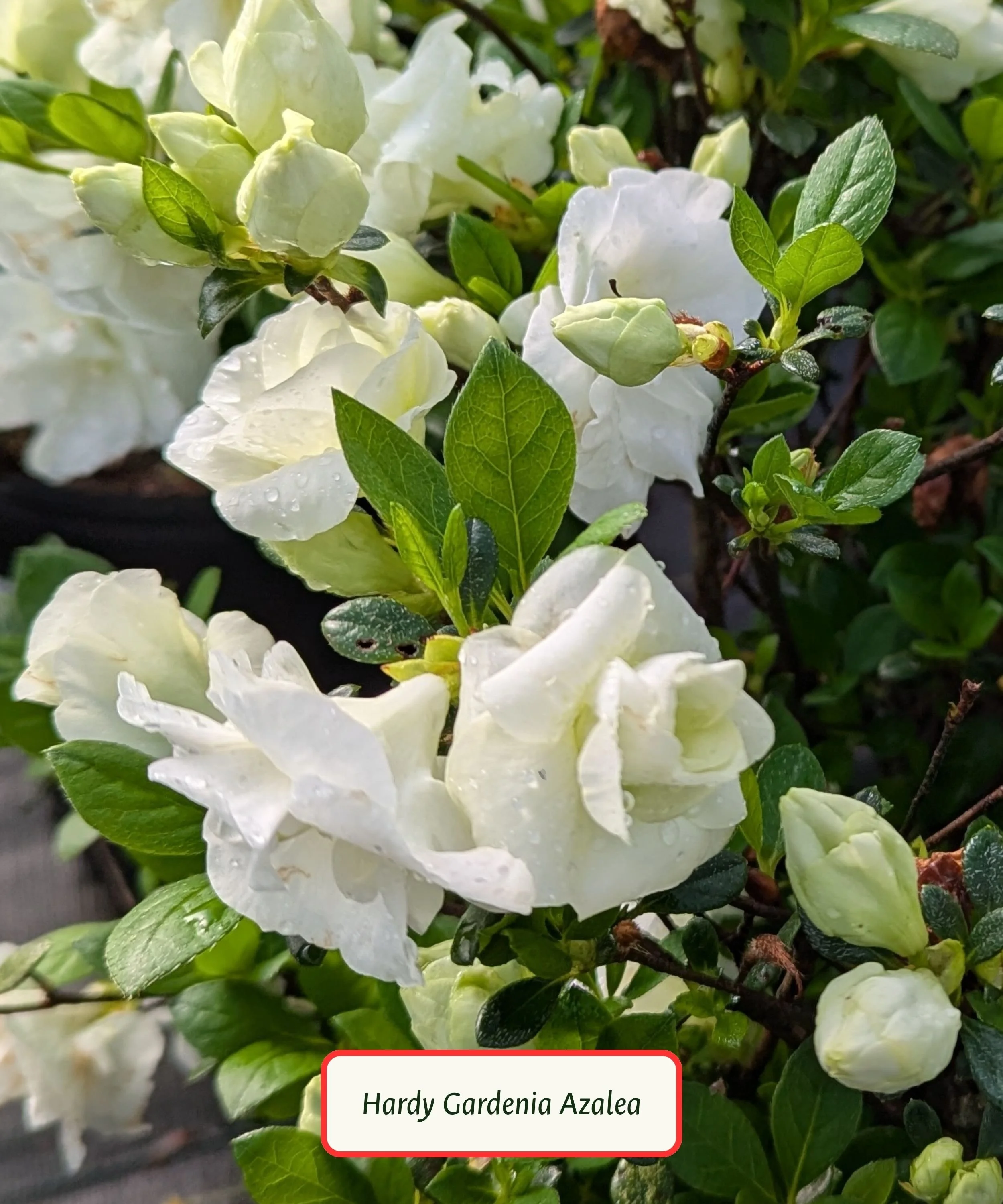 Hardy Gardenia Azalea.jpg