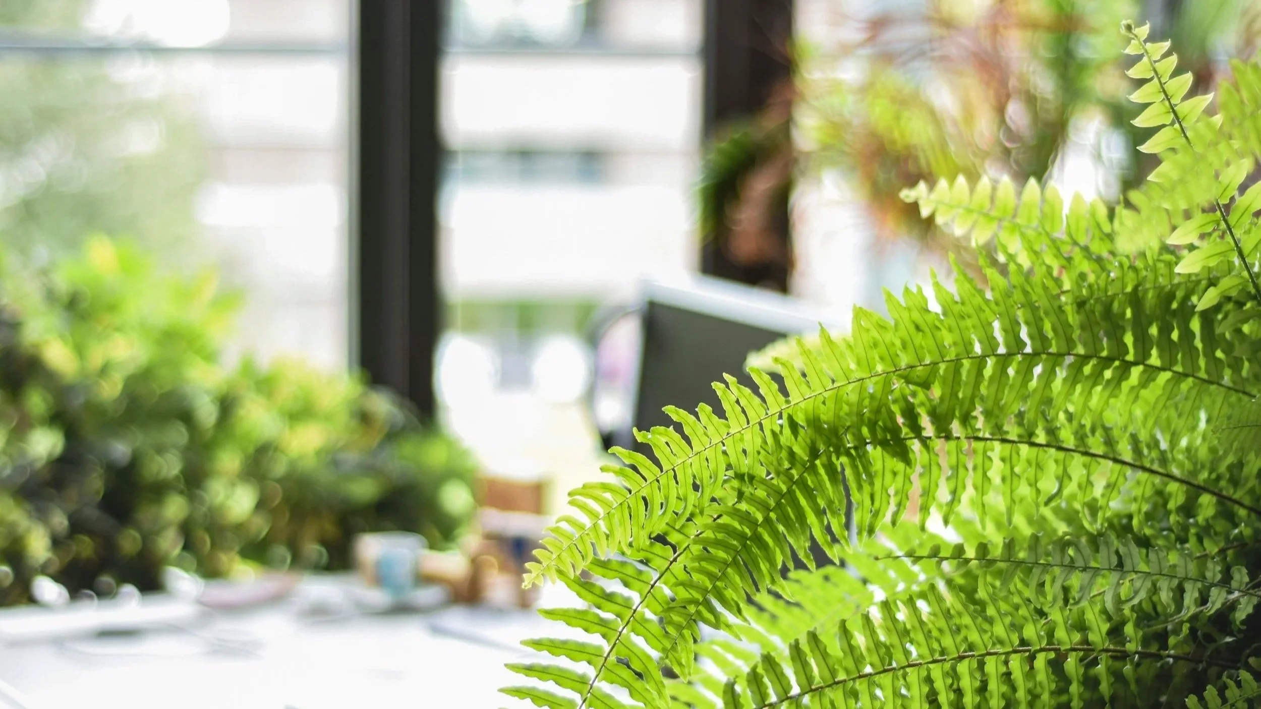 A Boston fern bringing lush beauty to an office space; the plant is from a Seneca garden center