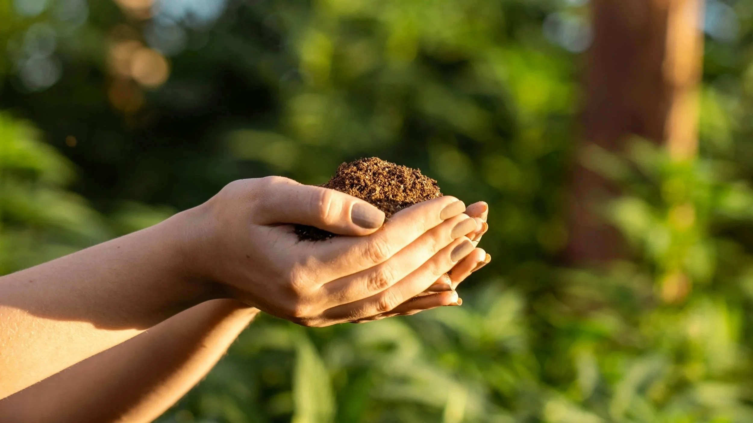 Hands holding soil amendment to amend the heavy clay soil in South Carolina.