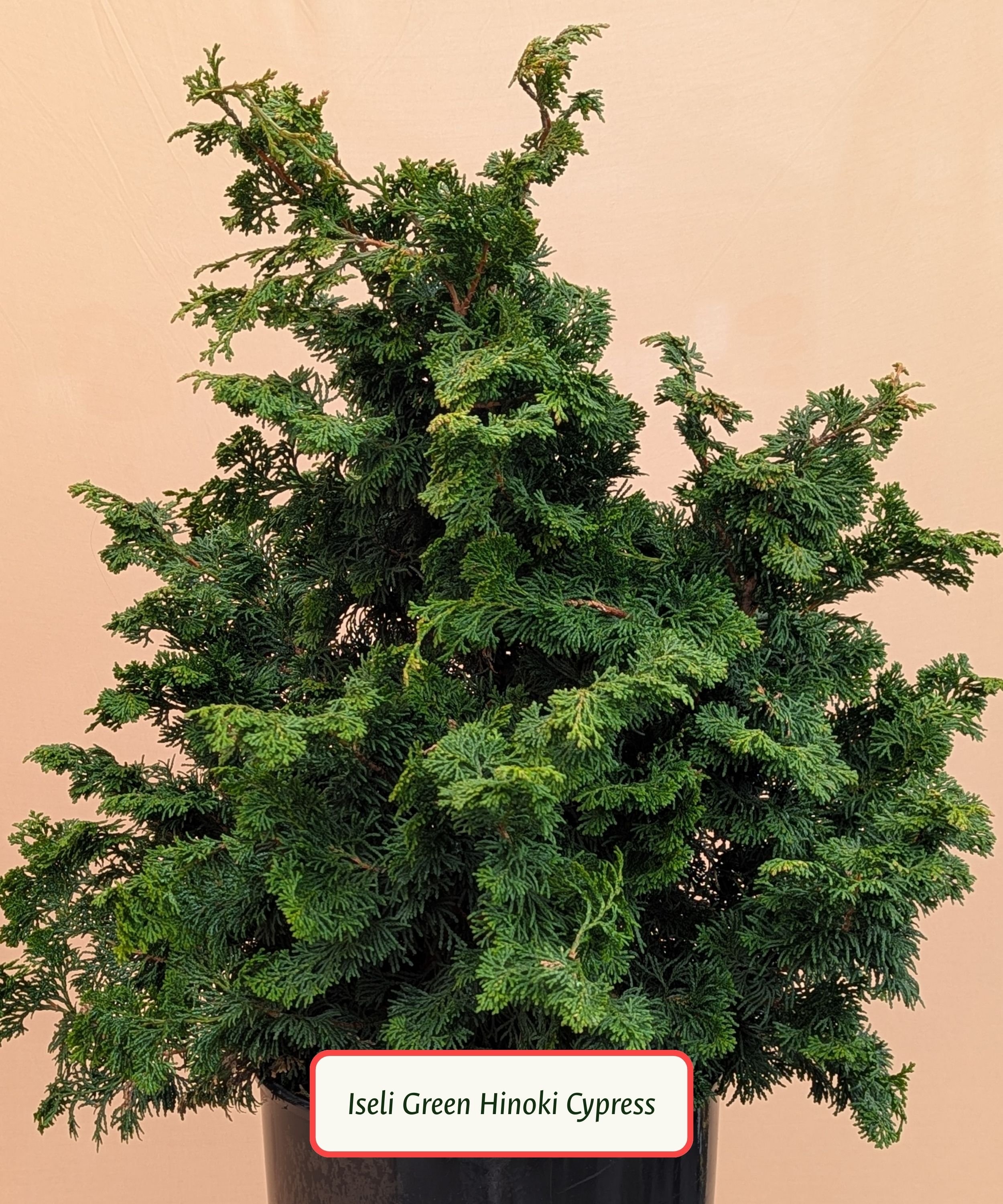 Hinoki Cypress