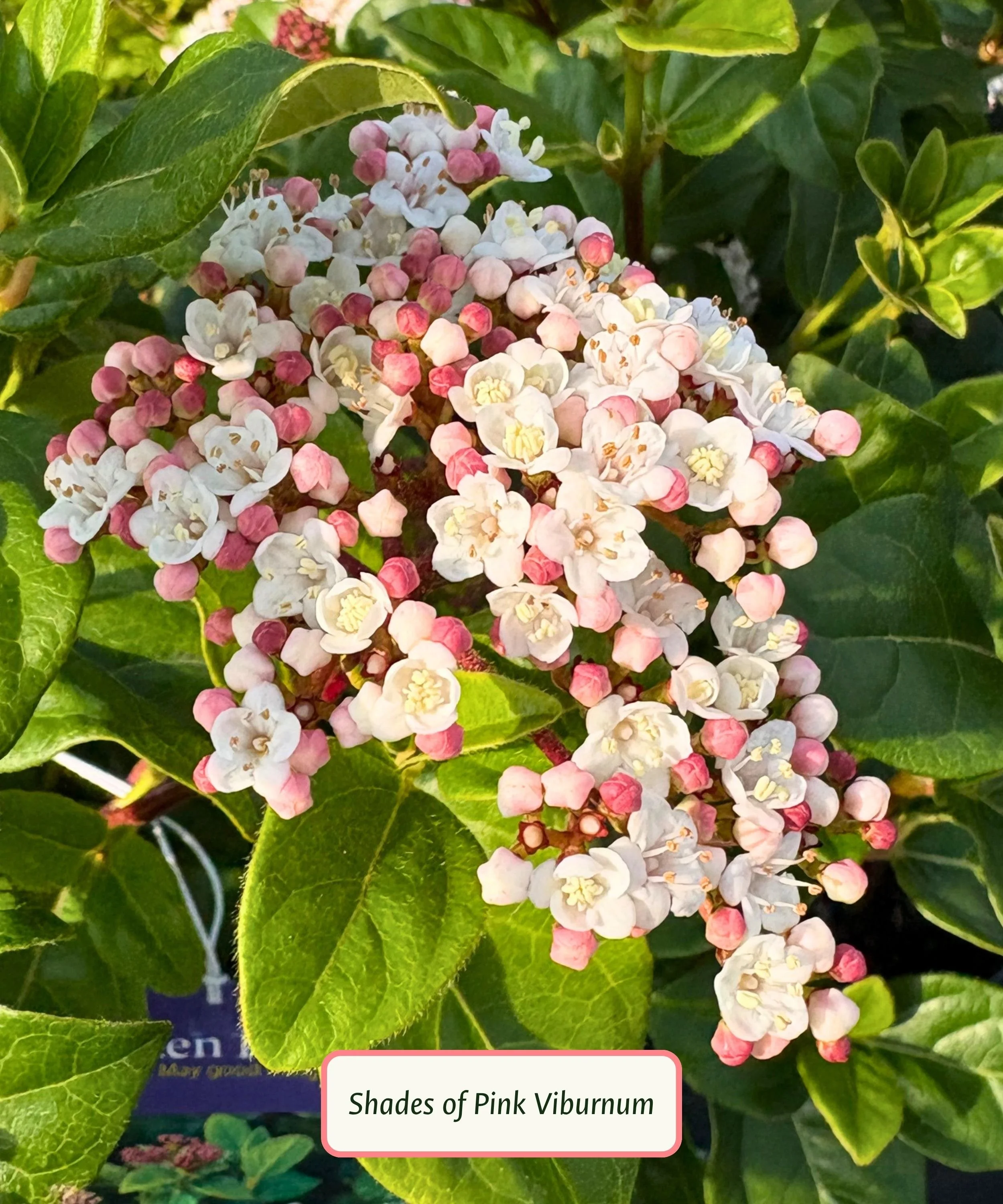 Viburnum (Evergreen)