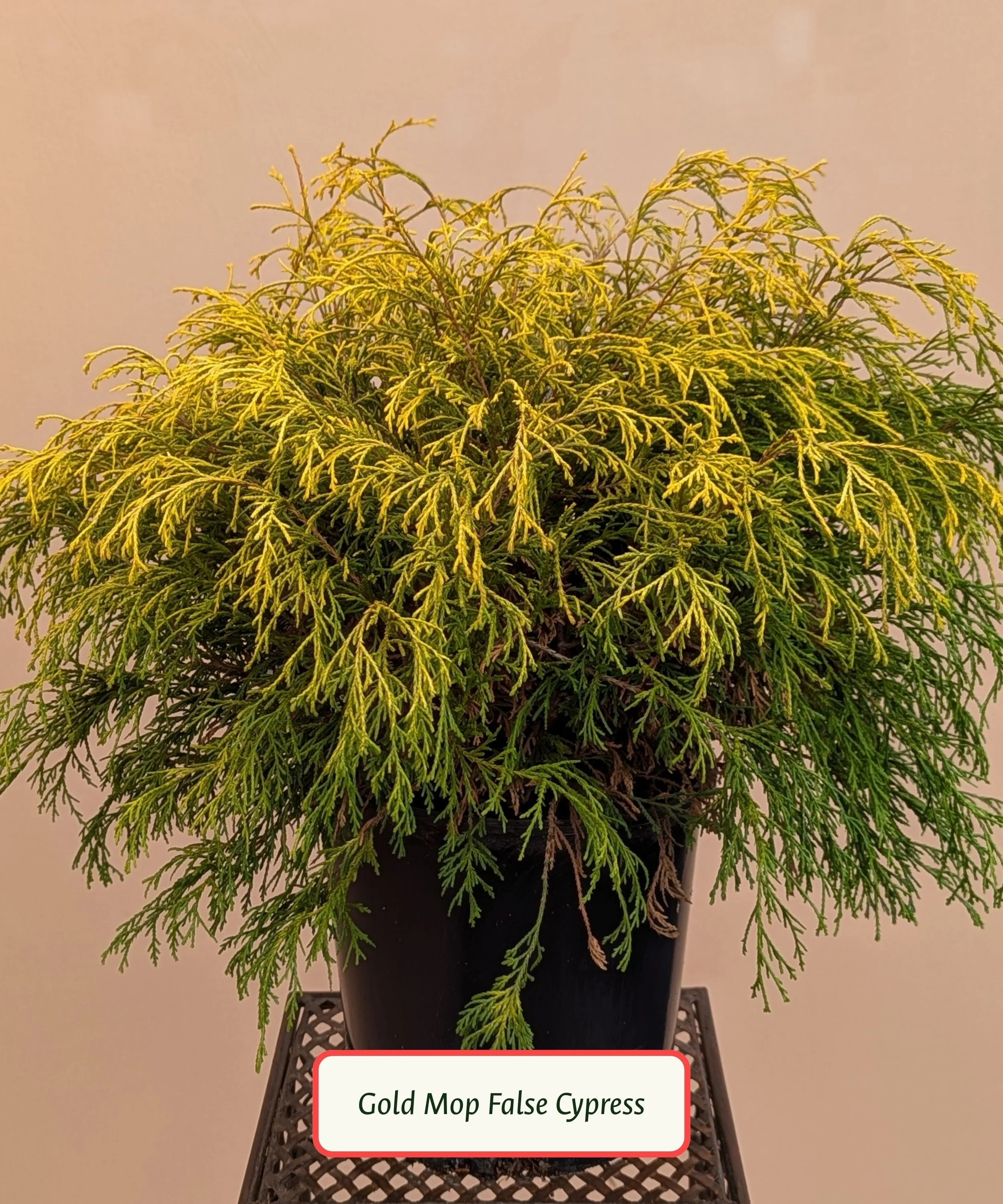 Gold Mop False Cypress.jpg