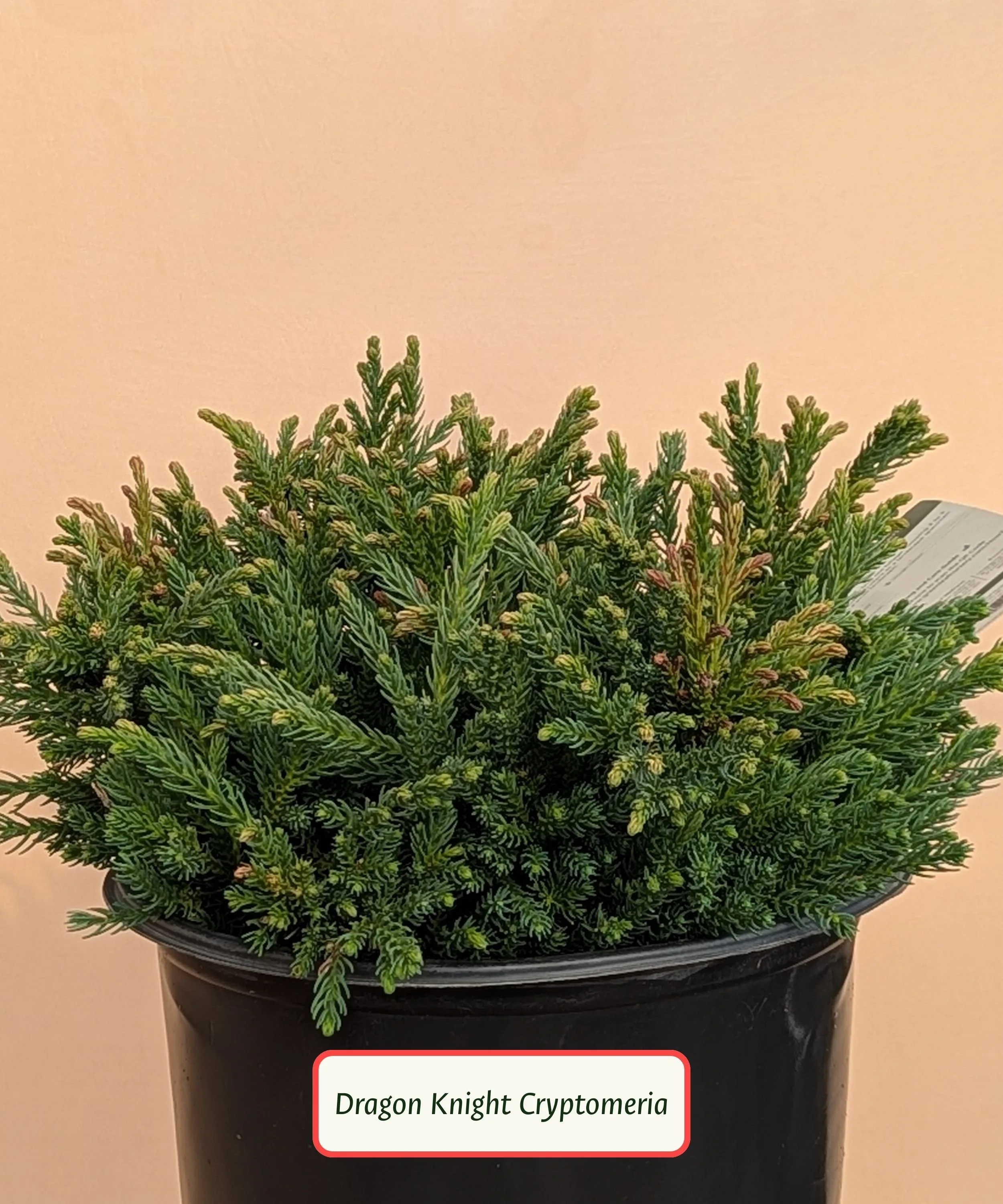 Dragon Knight Cryptomeria.jpg