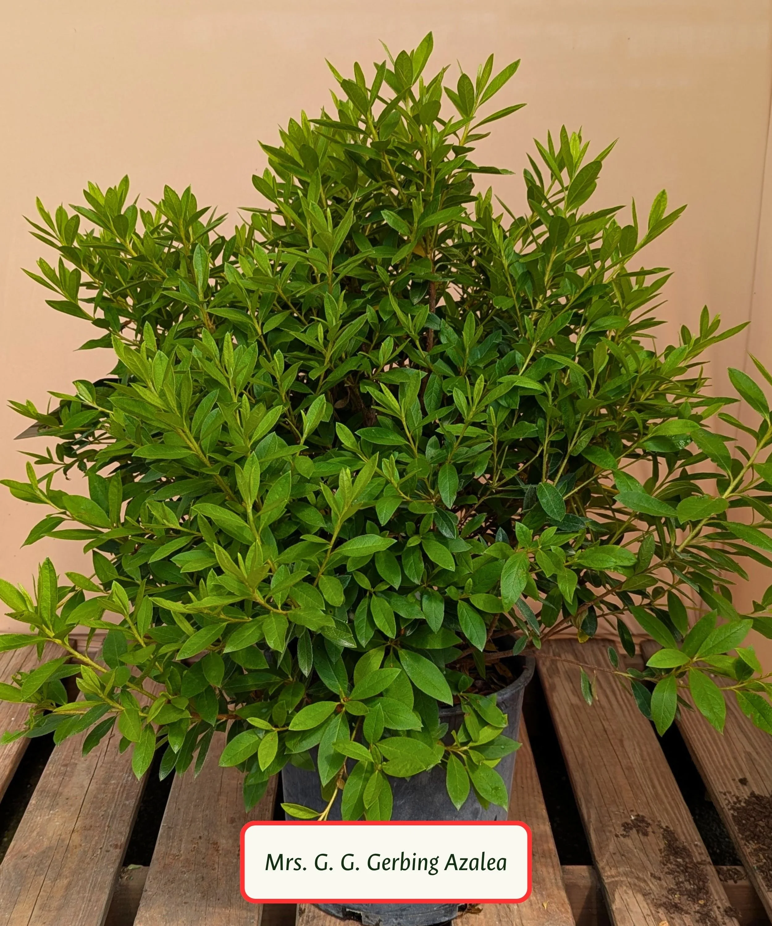 Mrs. G.G. Gerbing Azalea.jpg