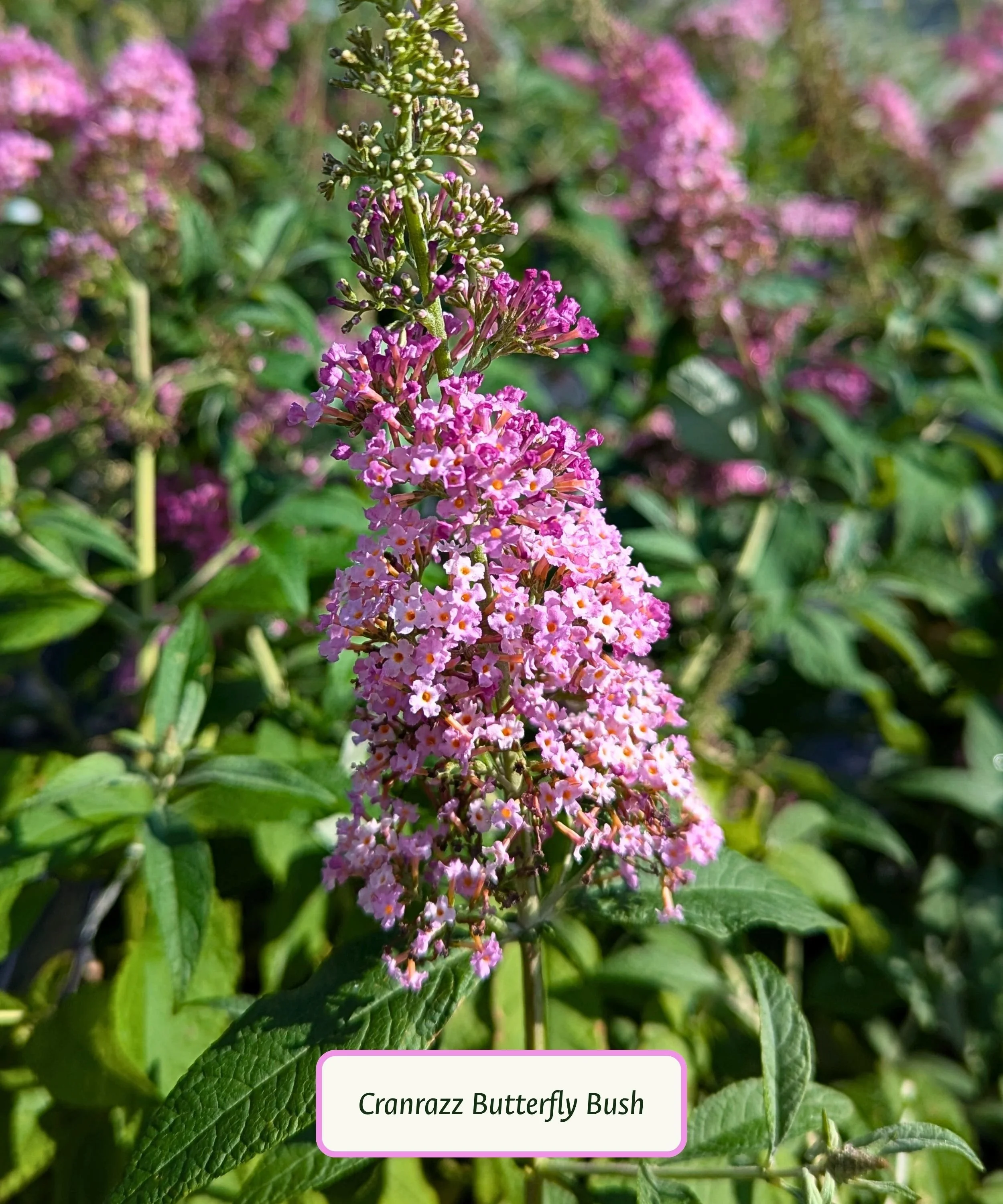 Cranrazz Butterfly Bush (1).jpg
