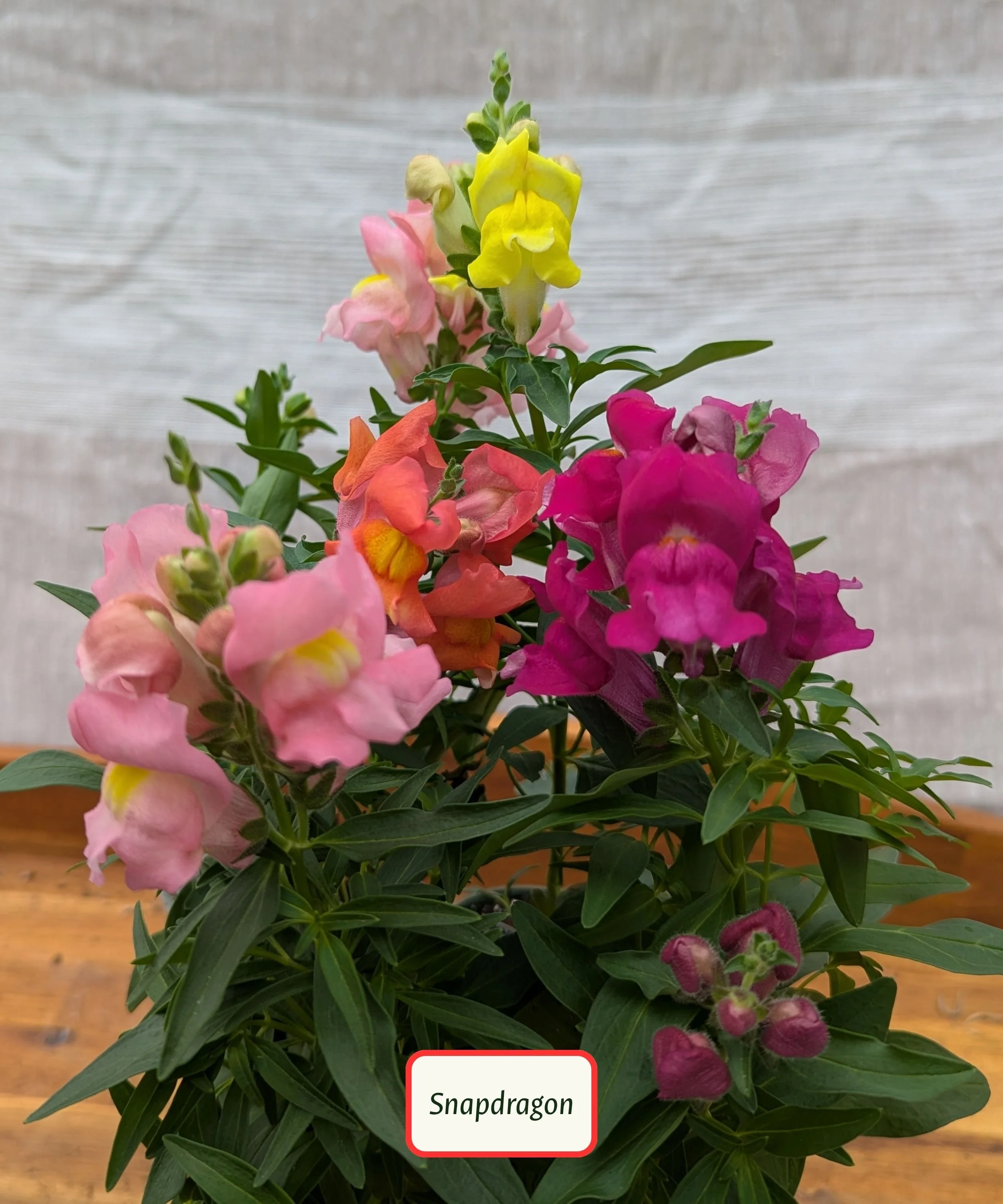 Snapdragon.jpg