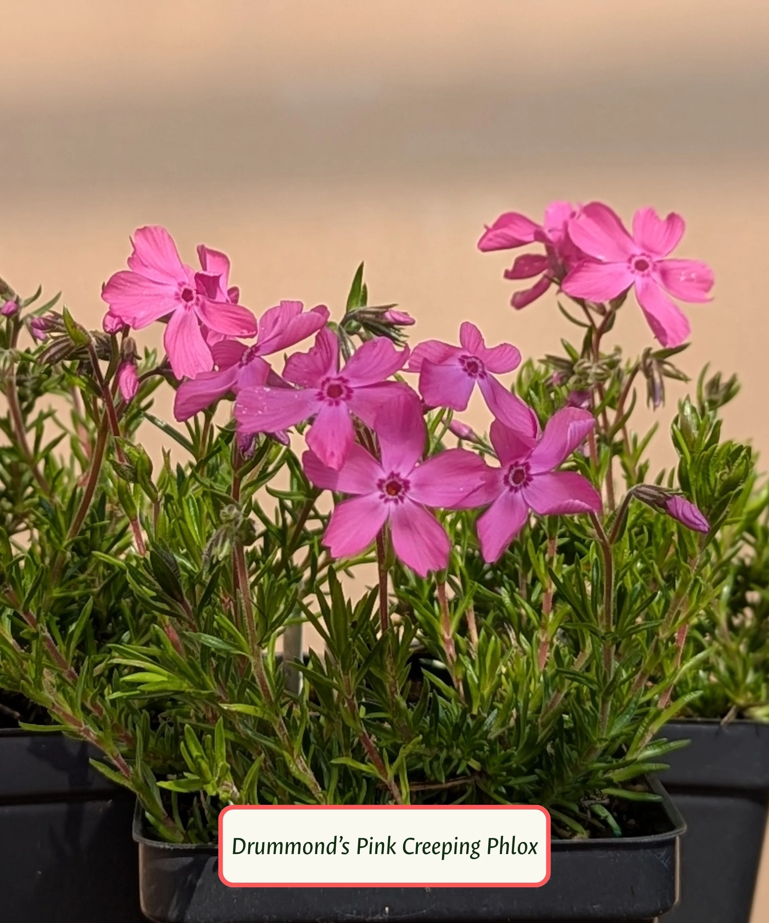 Creeping Phlox or Thrift
