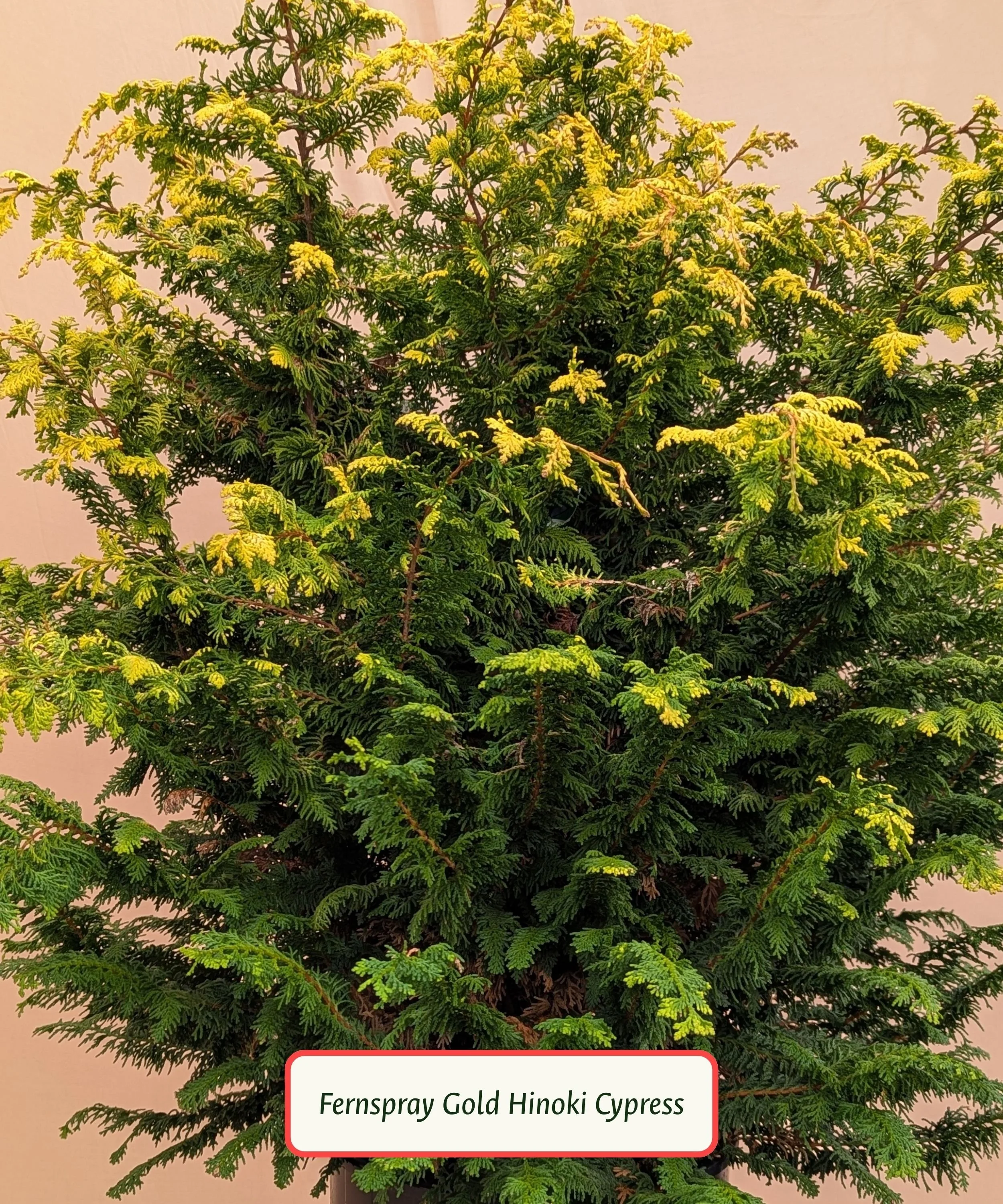Fernspray Gold Hinoki Cypress.jpg