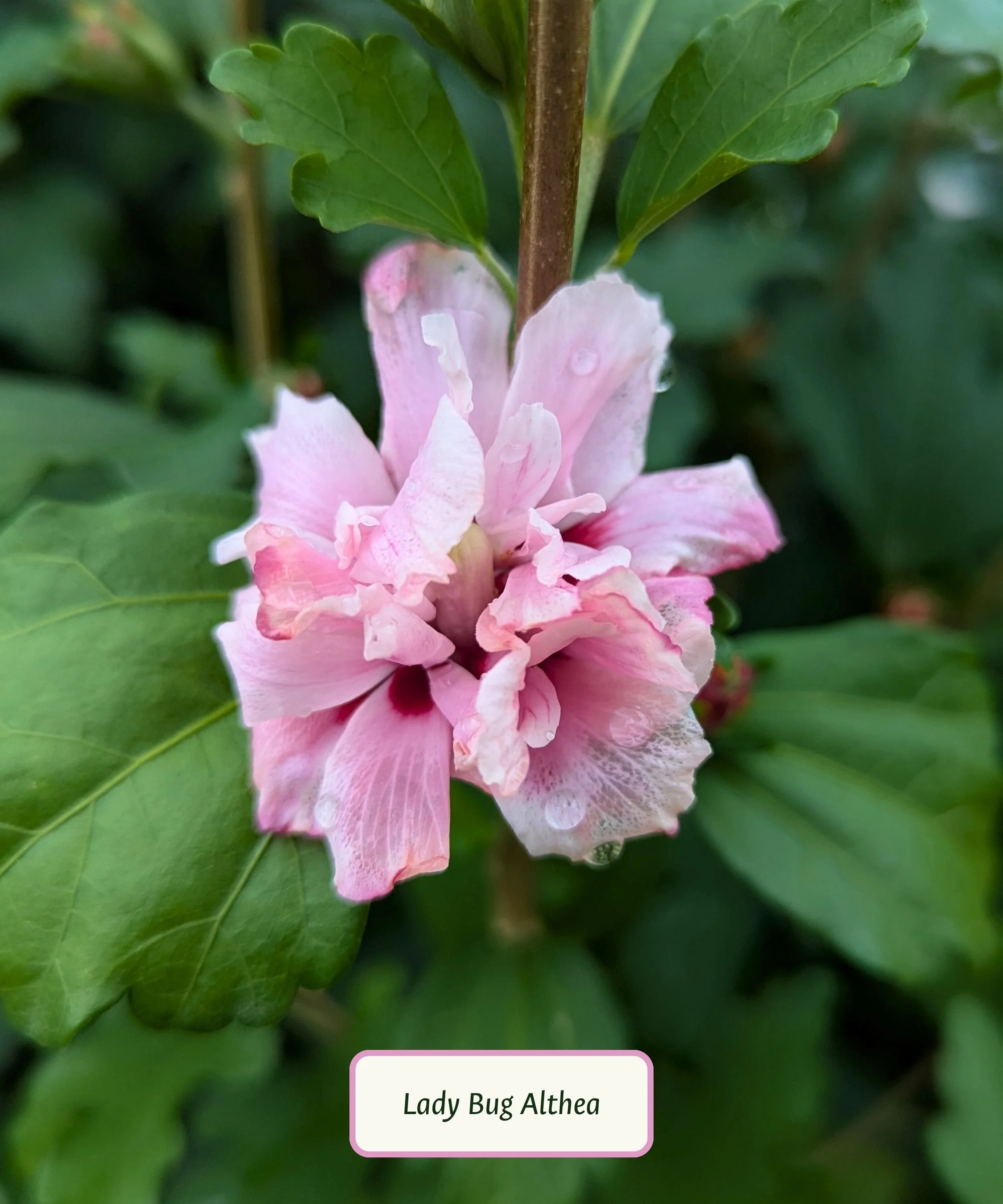 Althea or Rose of Sharon