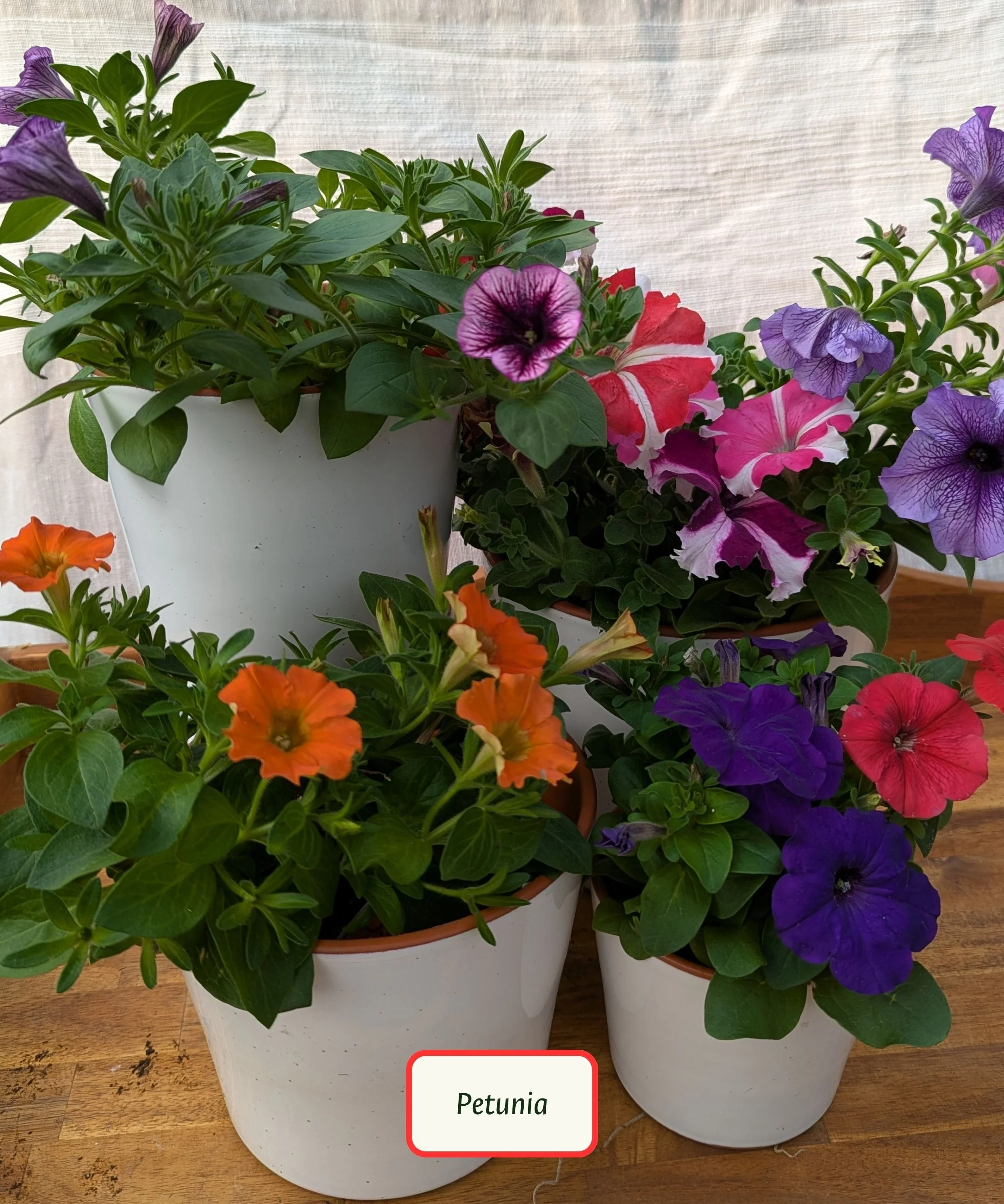 Petunia.jpg