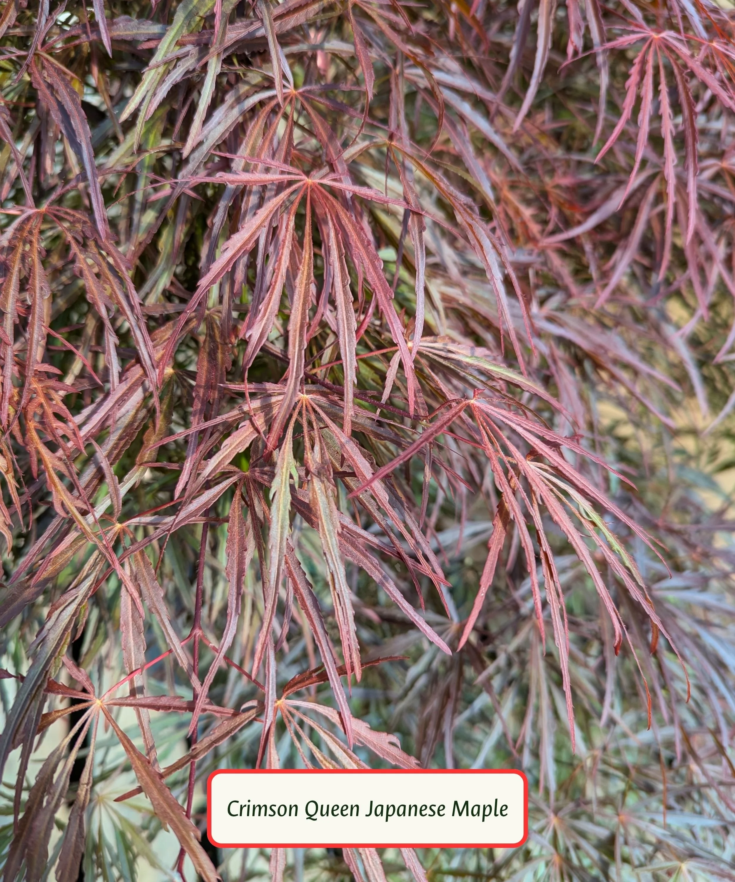 Crimson Queen Japanese Maple Leaves.jpg