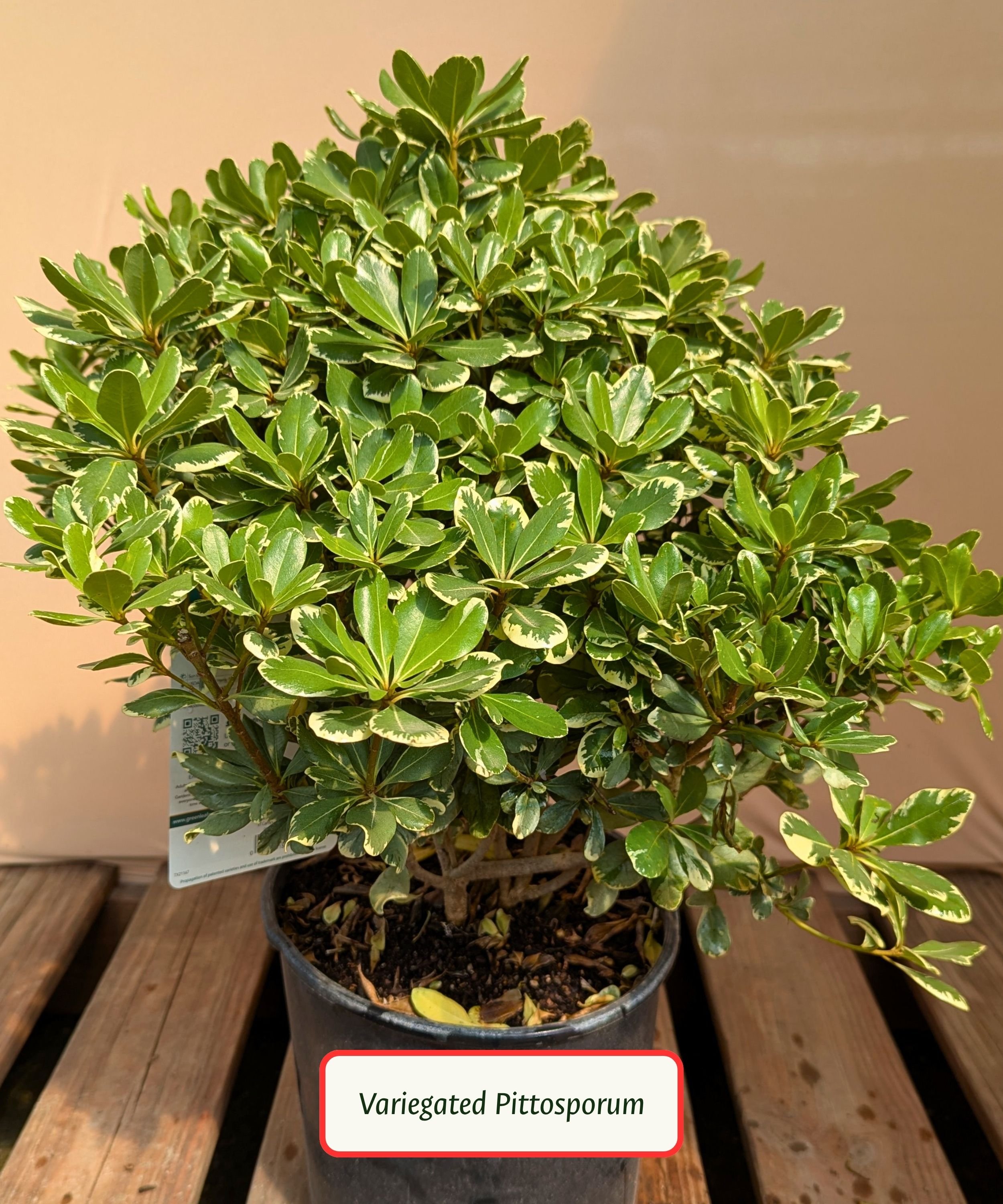 Variegated Pittosporum.jpg
