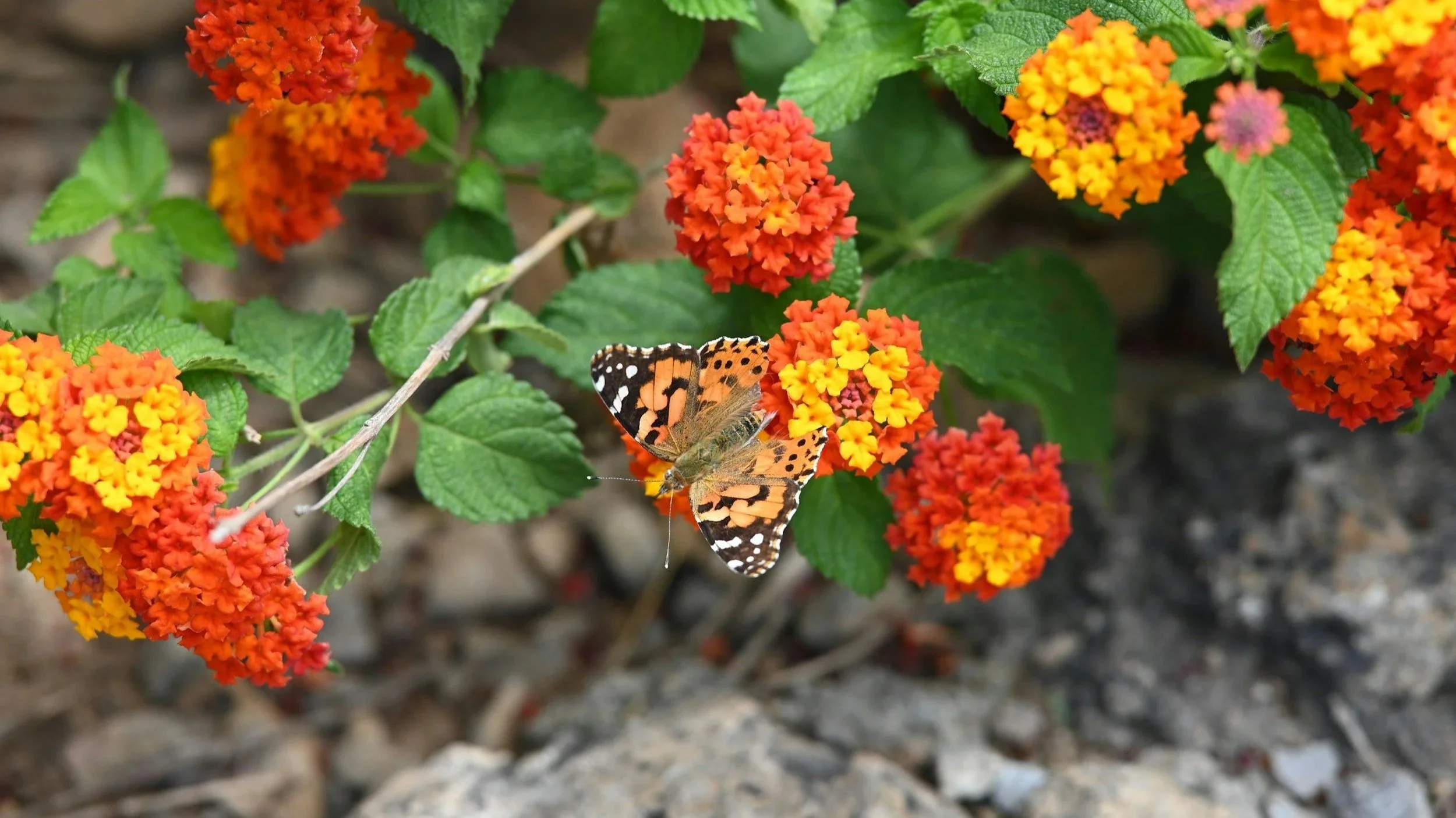 Butterfly on lantana flowers in South Carolina