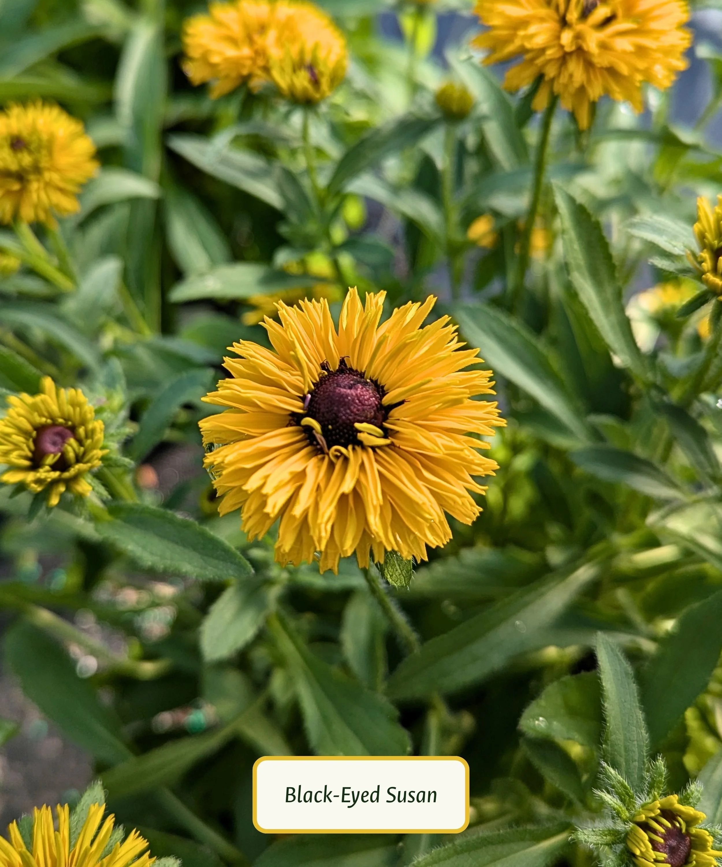 Black-Eyed Susan