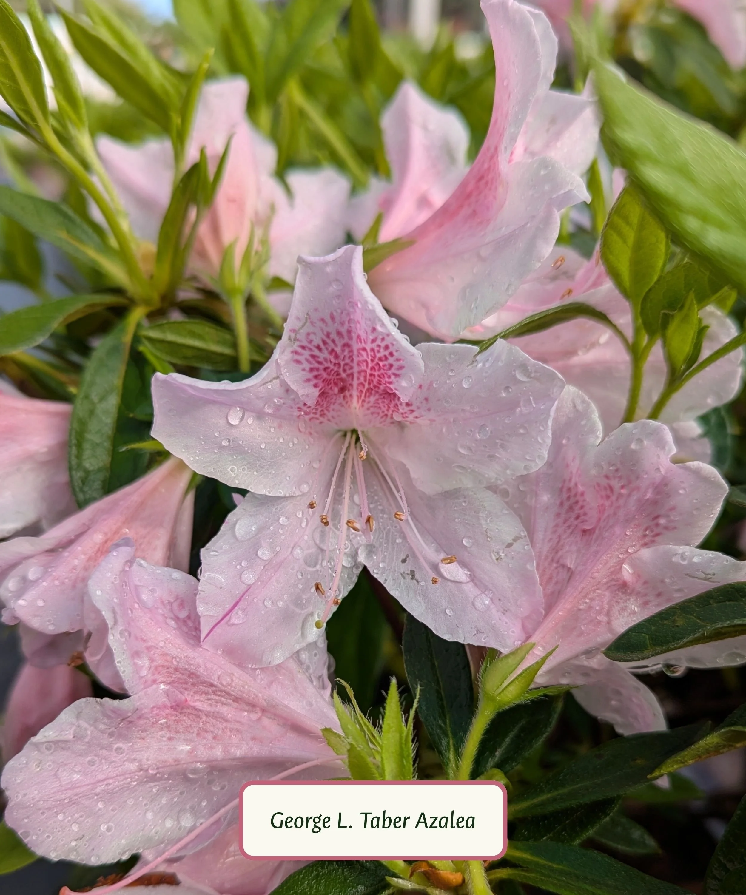 George L. Taber Azalea.jpg