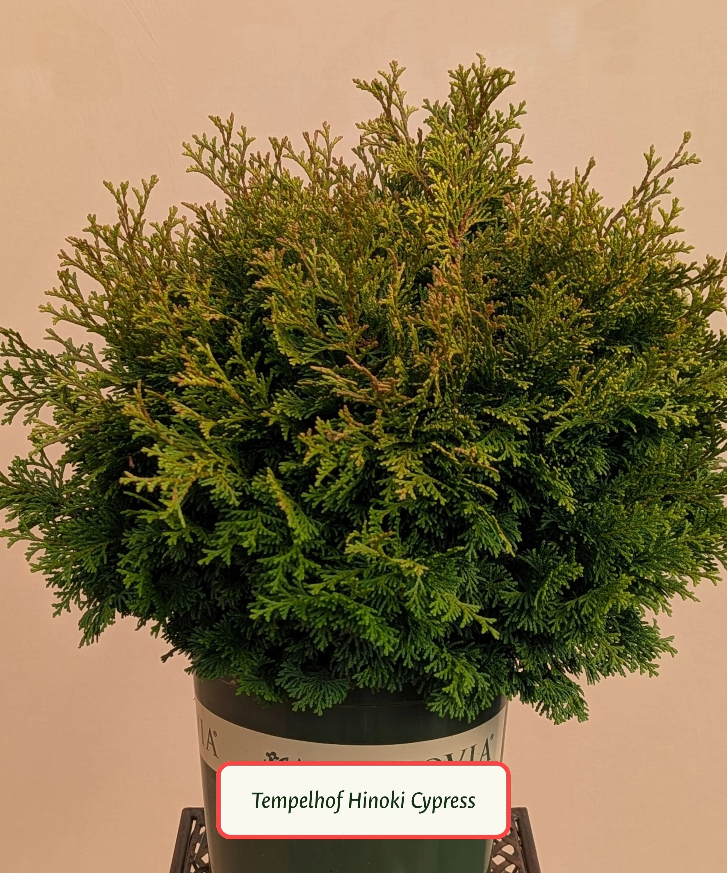 Tempelhof Hinoki Cypress.jpg