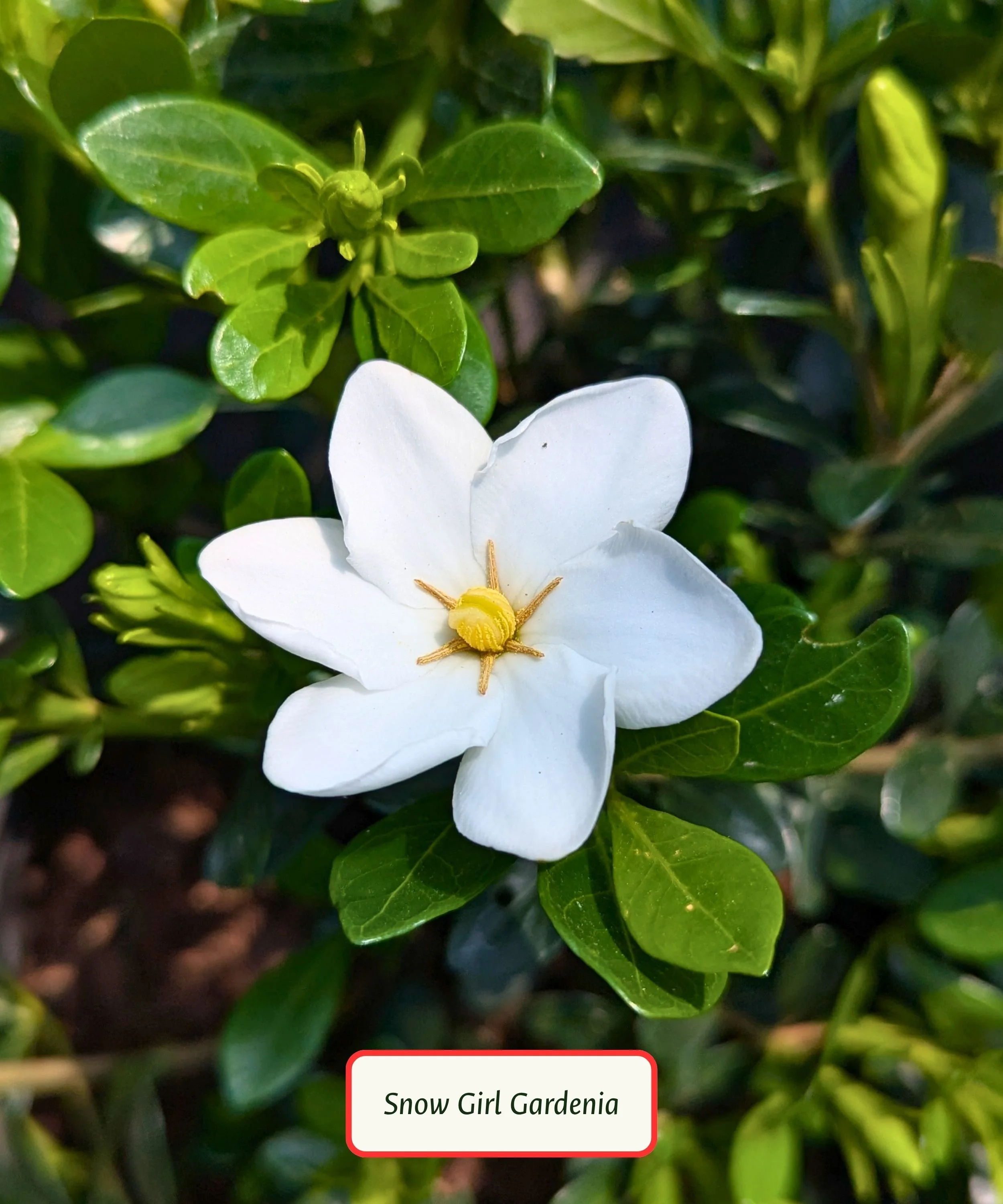 Gardenia