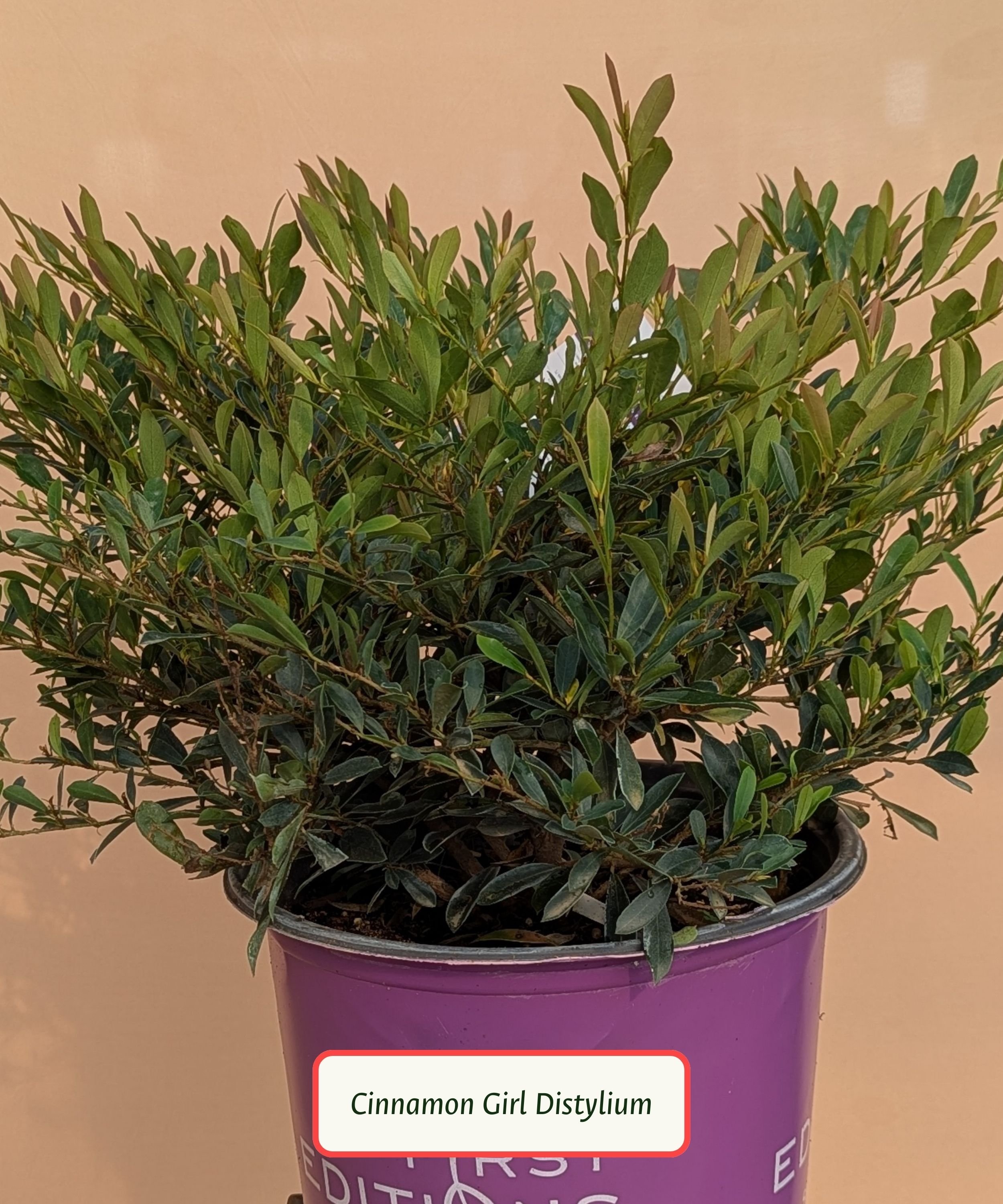 Cinnamon Girl Distylium.jpg