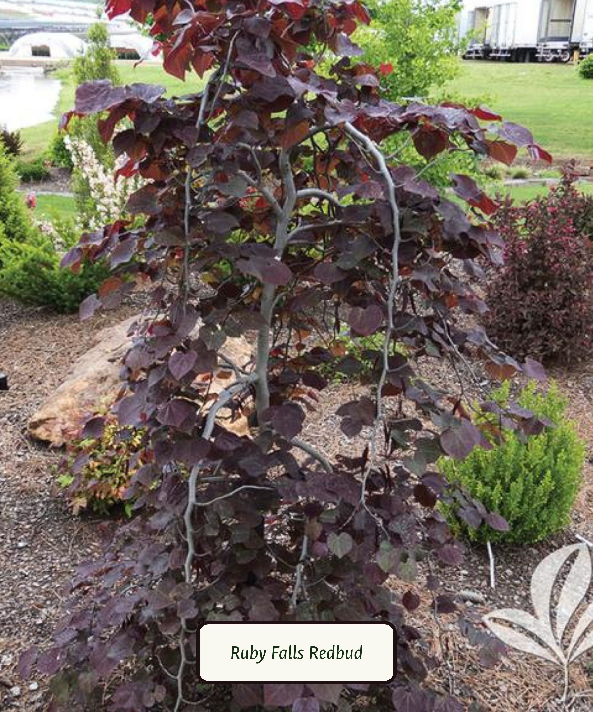 Plant Library Template (15).jpg