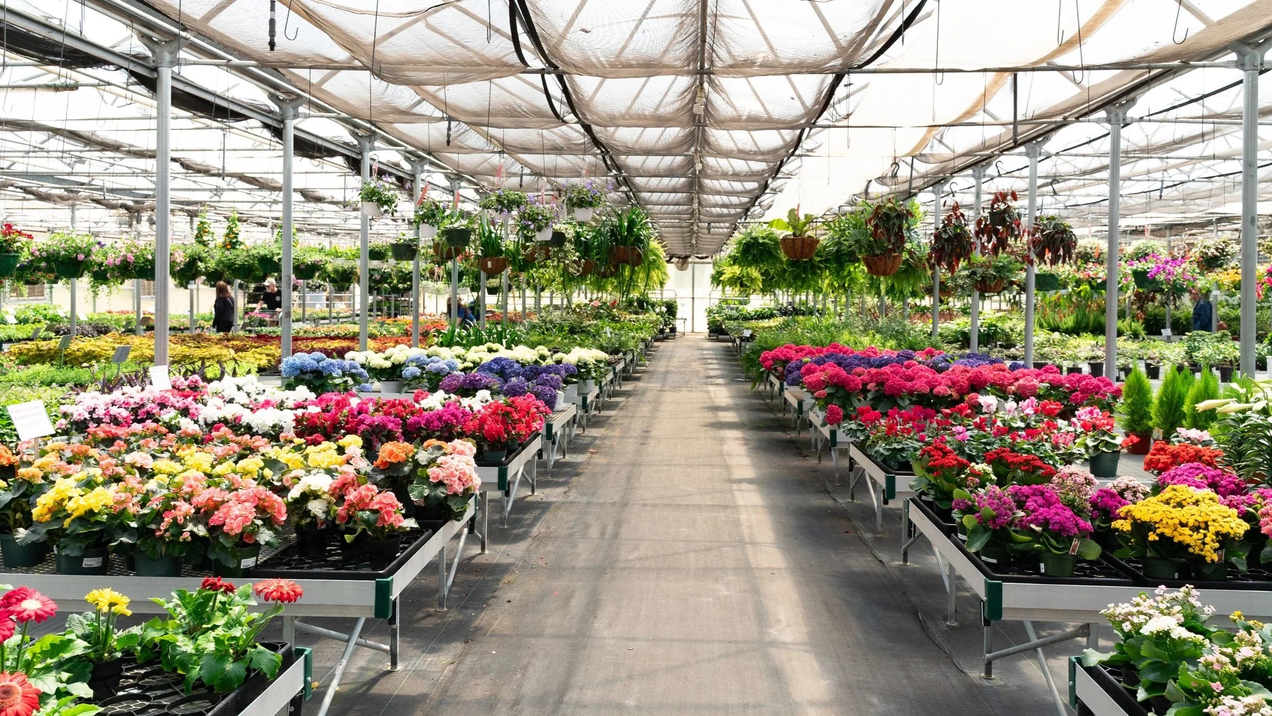 Thousands of healthy plants in Head-Lee Nursery, which is a garden center in Seneca, South Carolina.