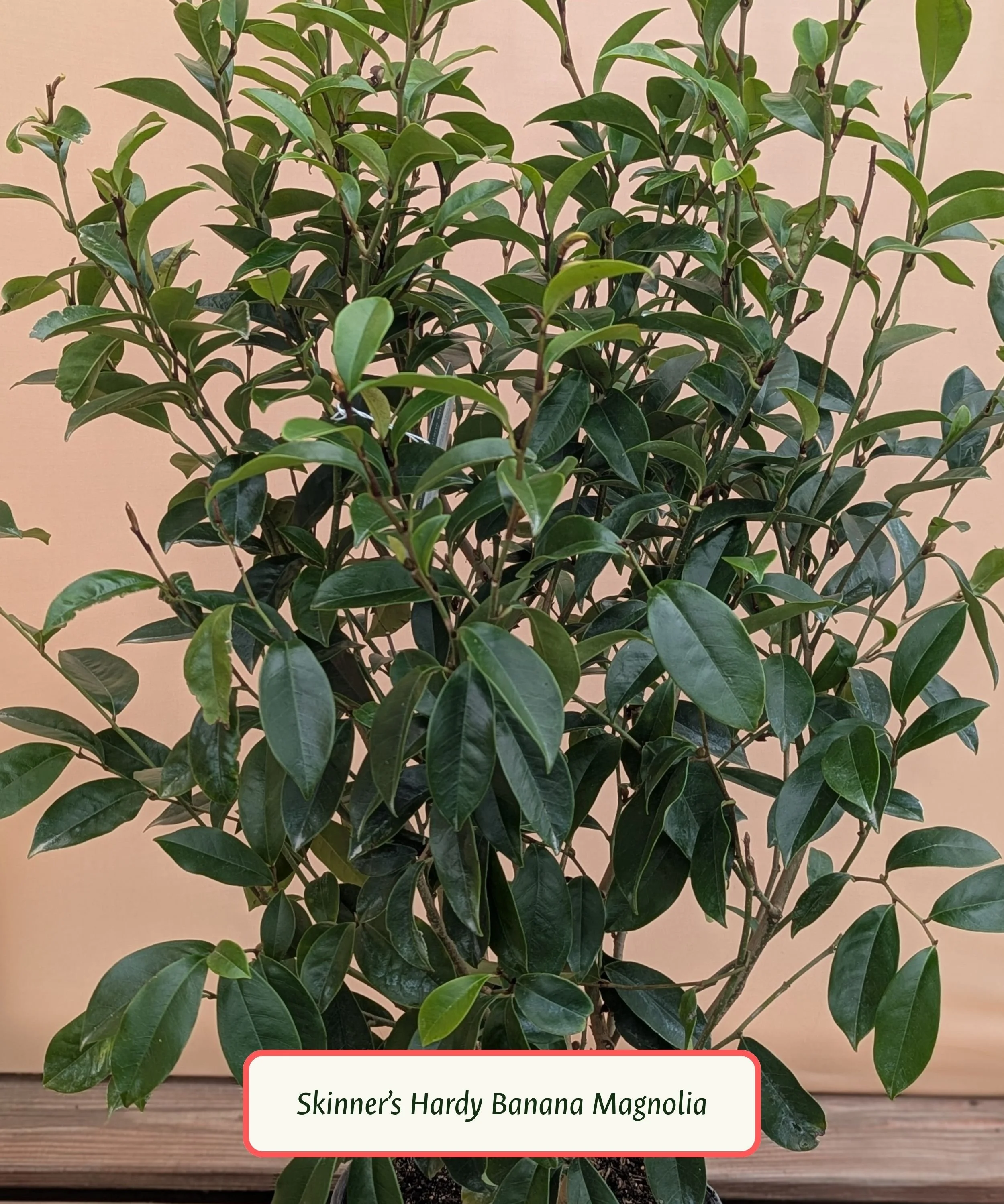 Copy of Plant Library Template (1).jpg