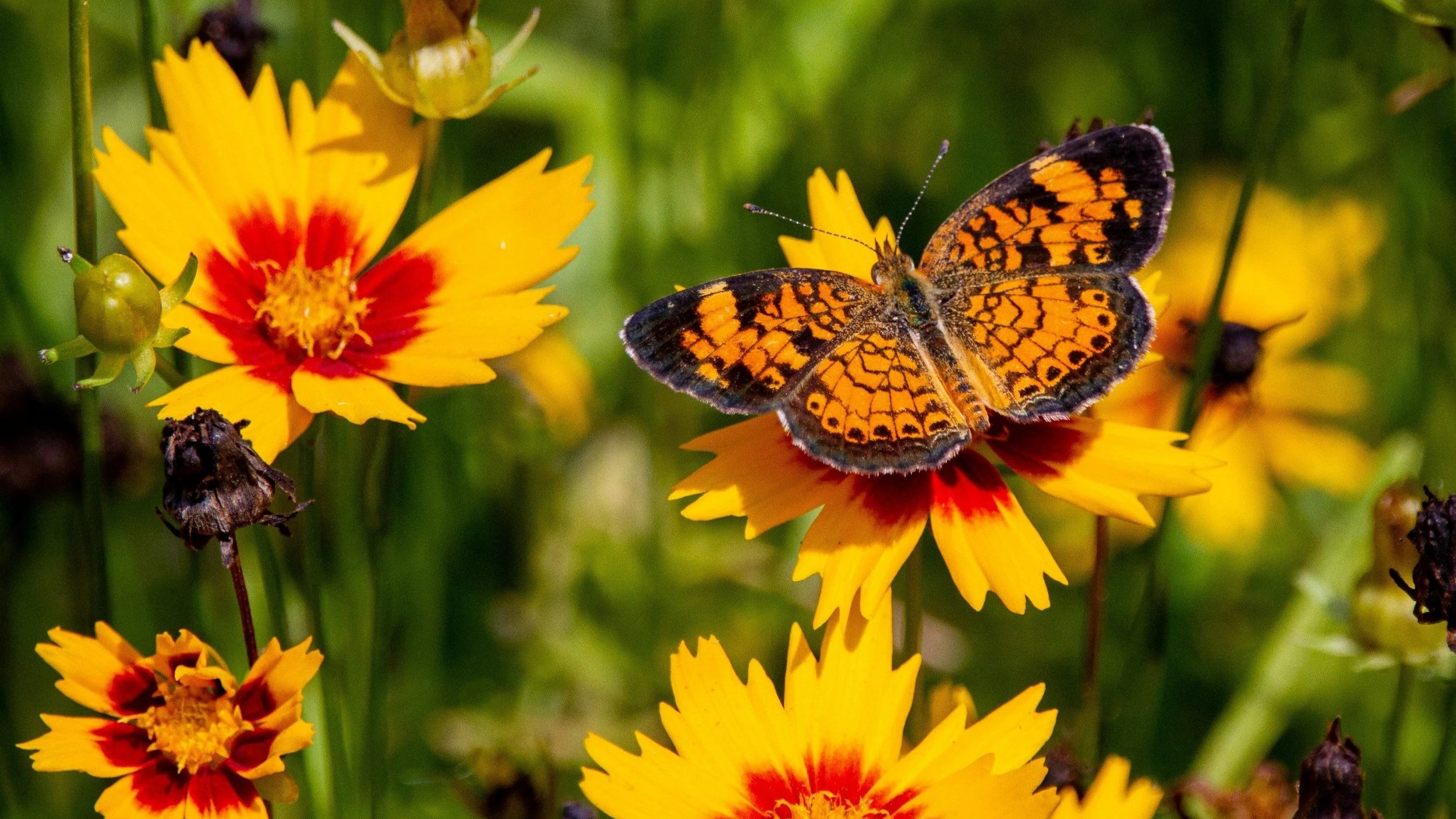 Bicolor coreopsis flowers with a butterfly drinking from a flower