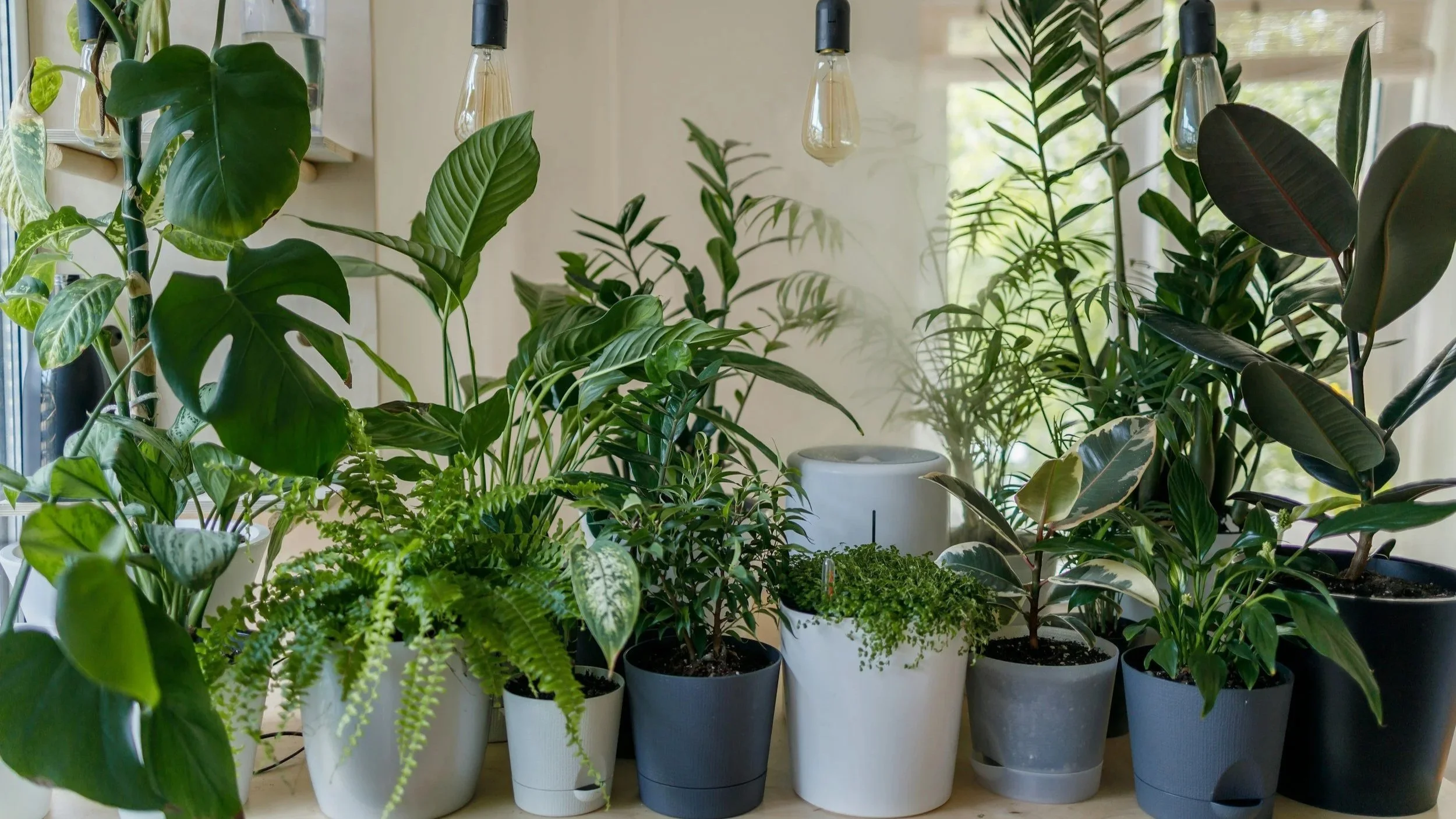 Guide to Houseplants: How to Get Rid of Pests