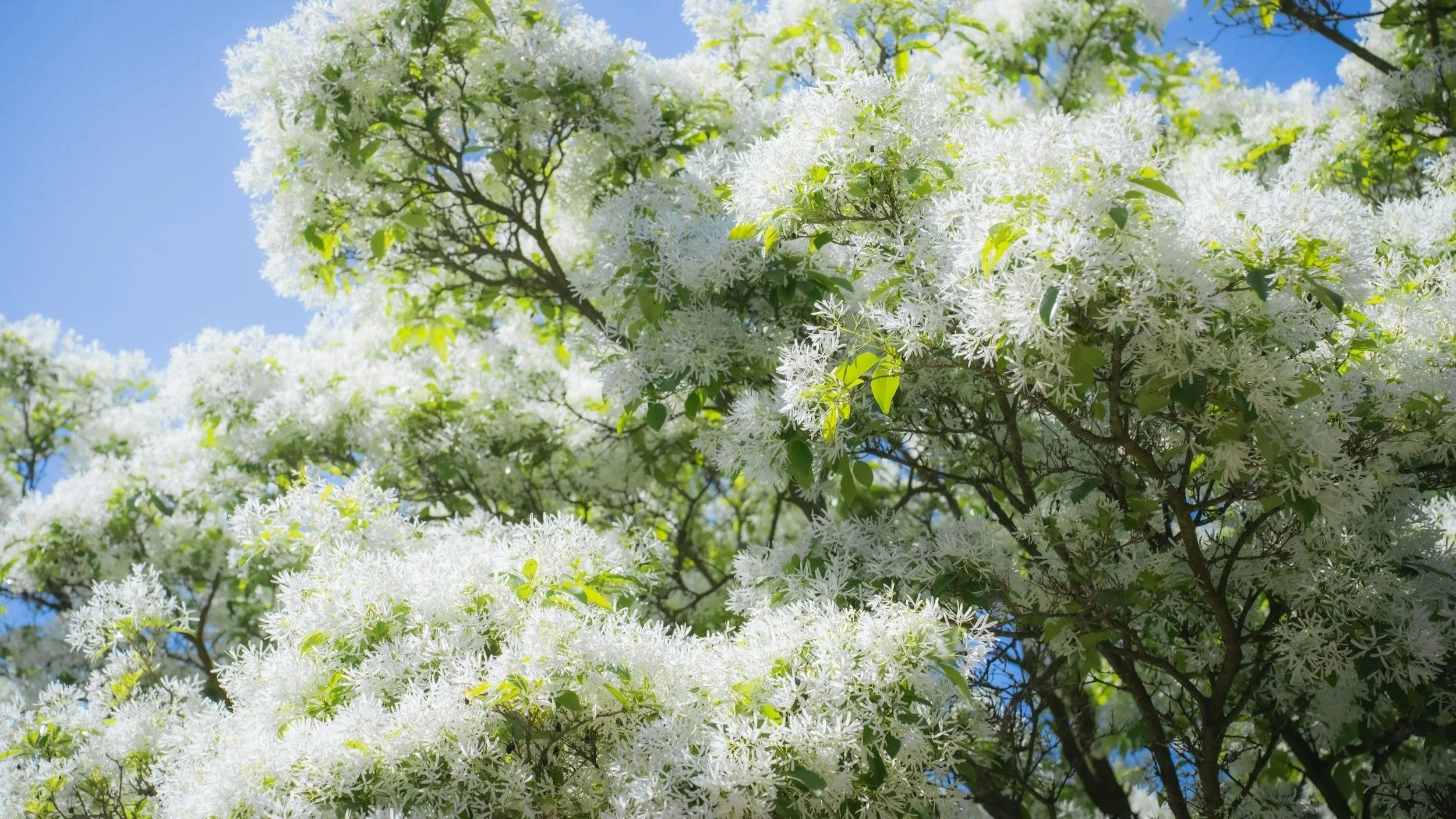 White blossom fringe tree during the spring in South Carolina