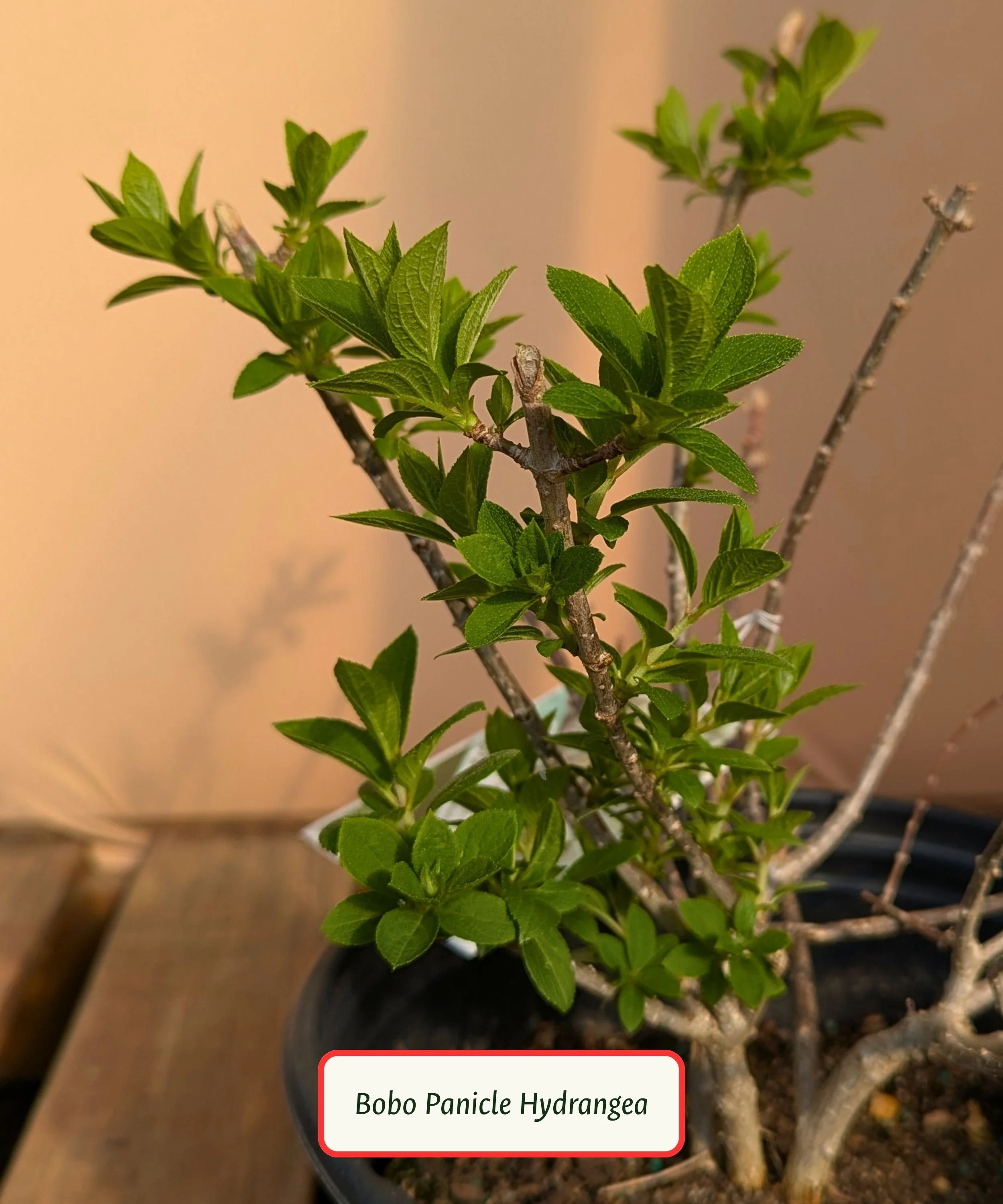 Bobo Panicle Hydrangea.jpg
