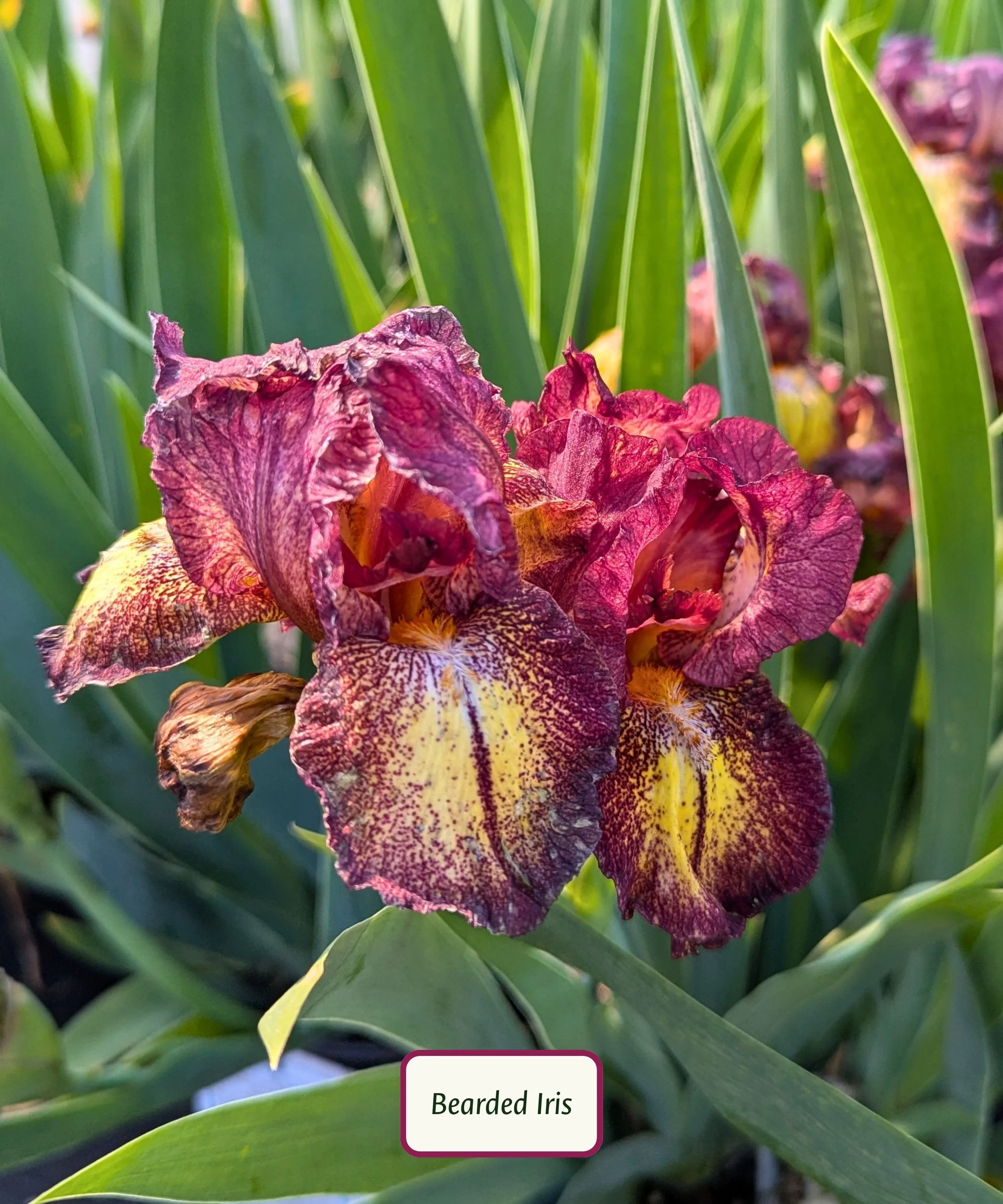 Red Hot Chili German Iris.jpg