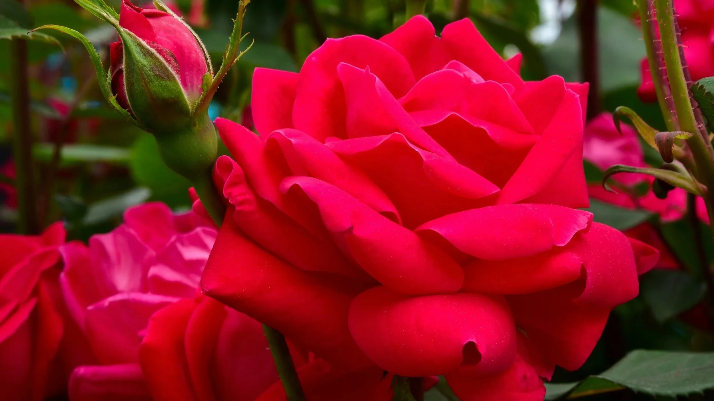 Guide to Growing Roses in South Carolina