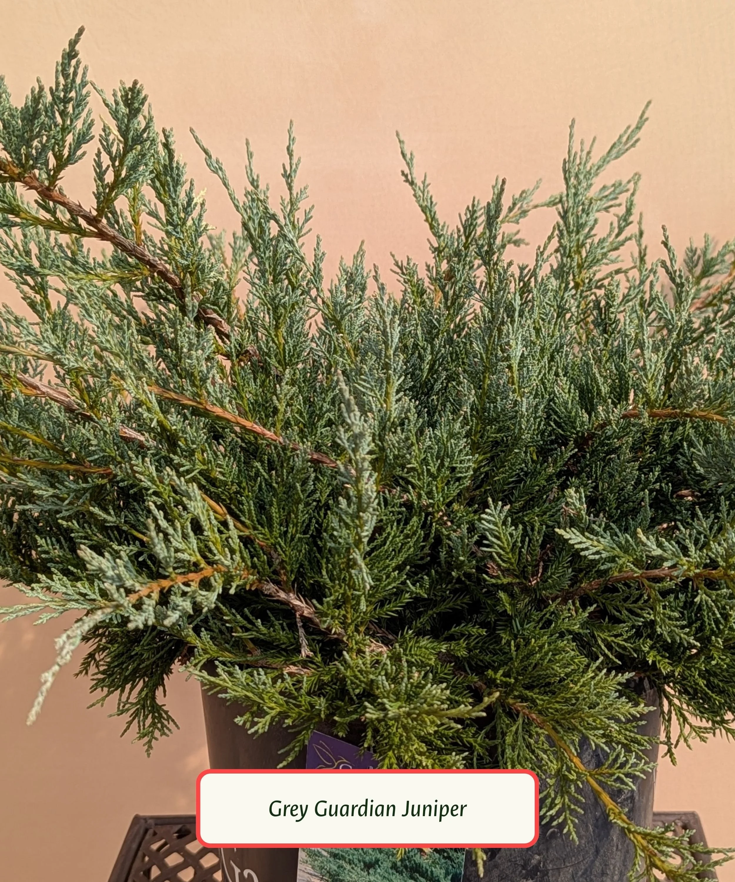 Grey Guardian Juniper.jpg
