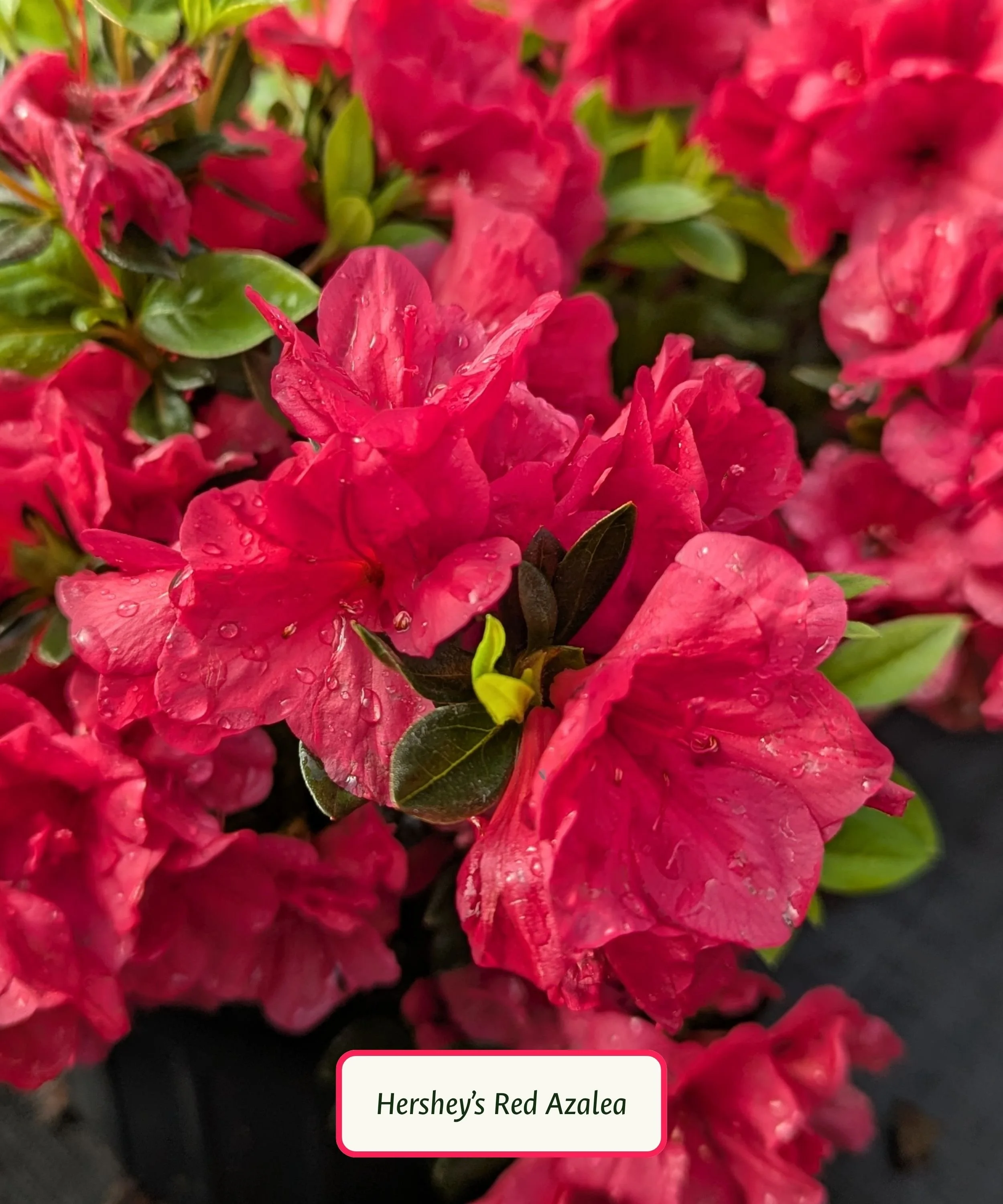 Hershey's Red Azalea.jpg