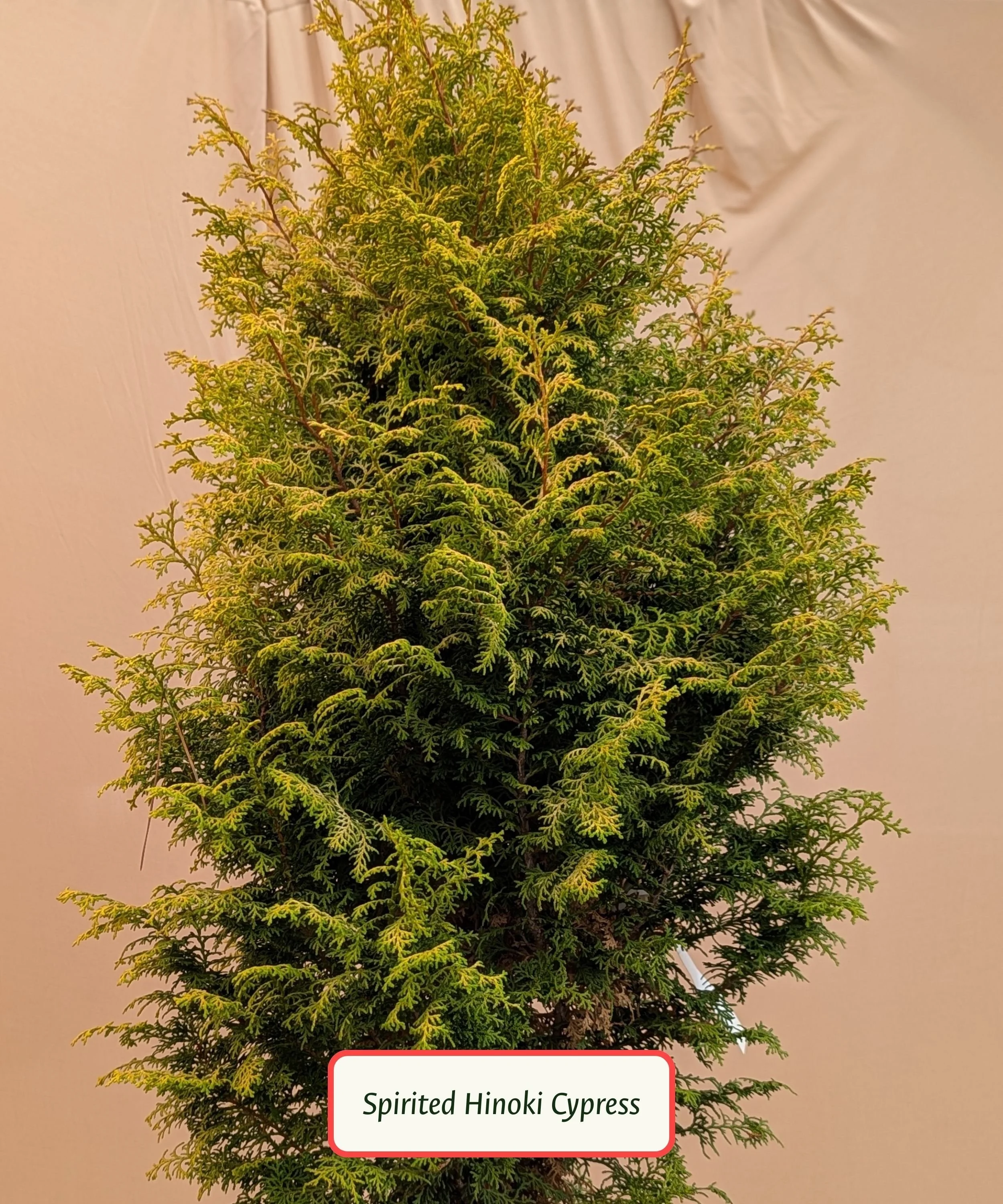 Spirited Hinoki Cypress.jpg
