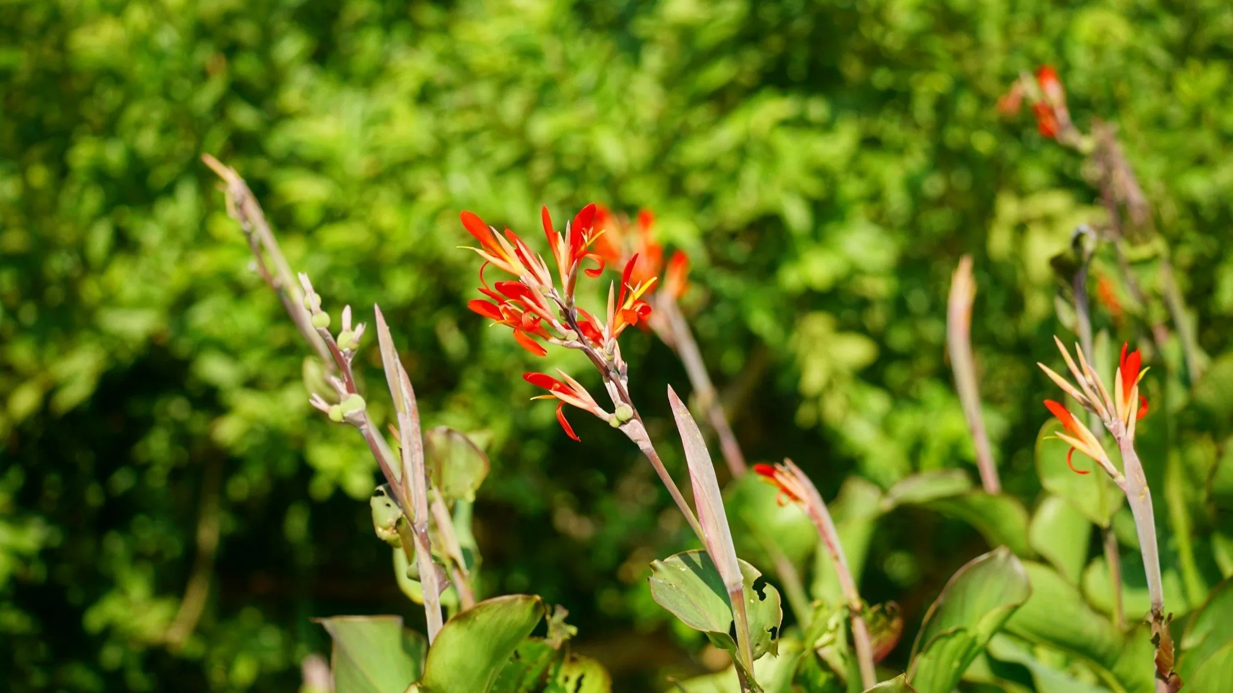 Hardy Container Plants