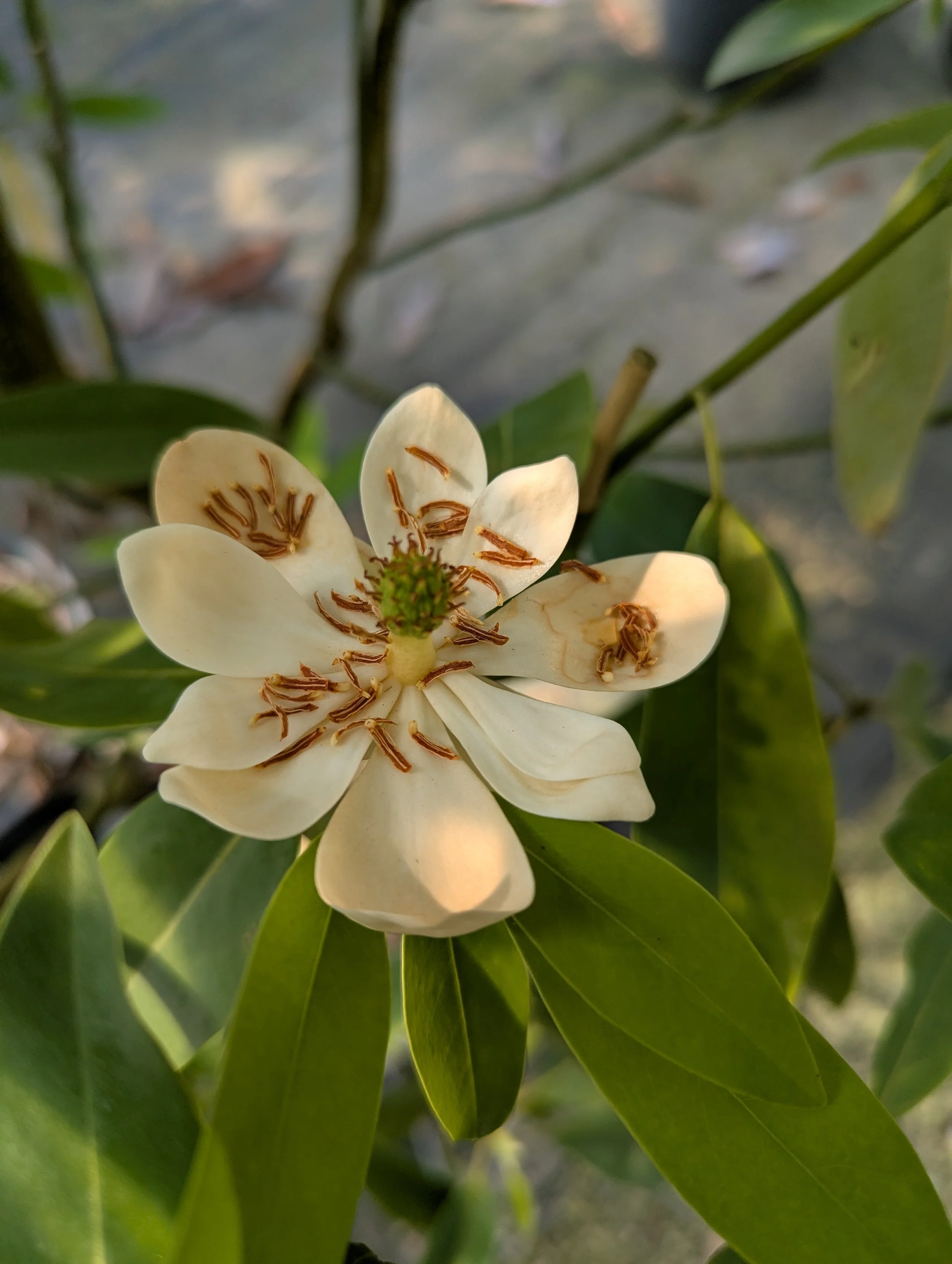 Sweetbay Magnolia.jpg