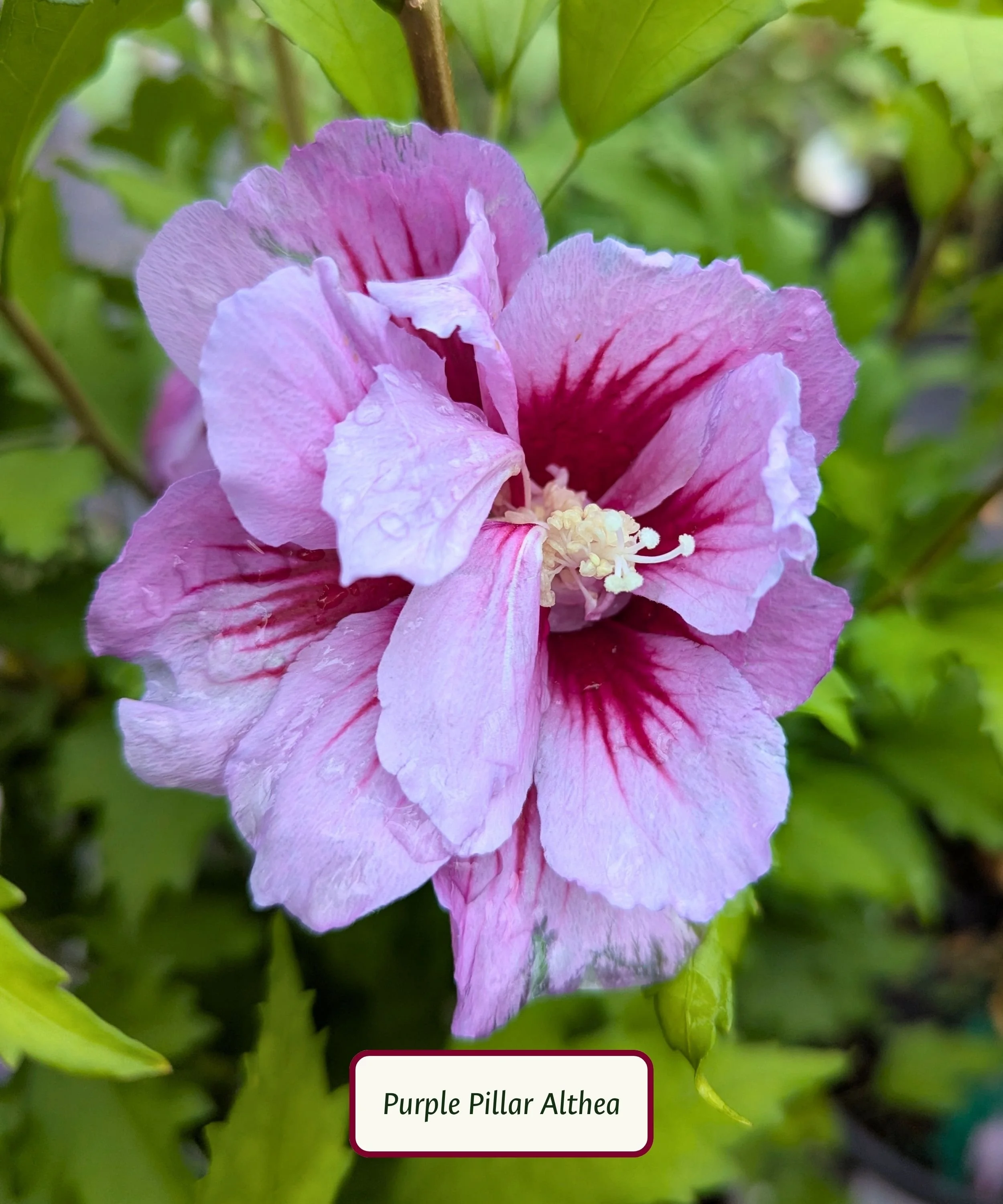 Purple Pillar Althea (1).jpg