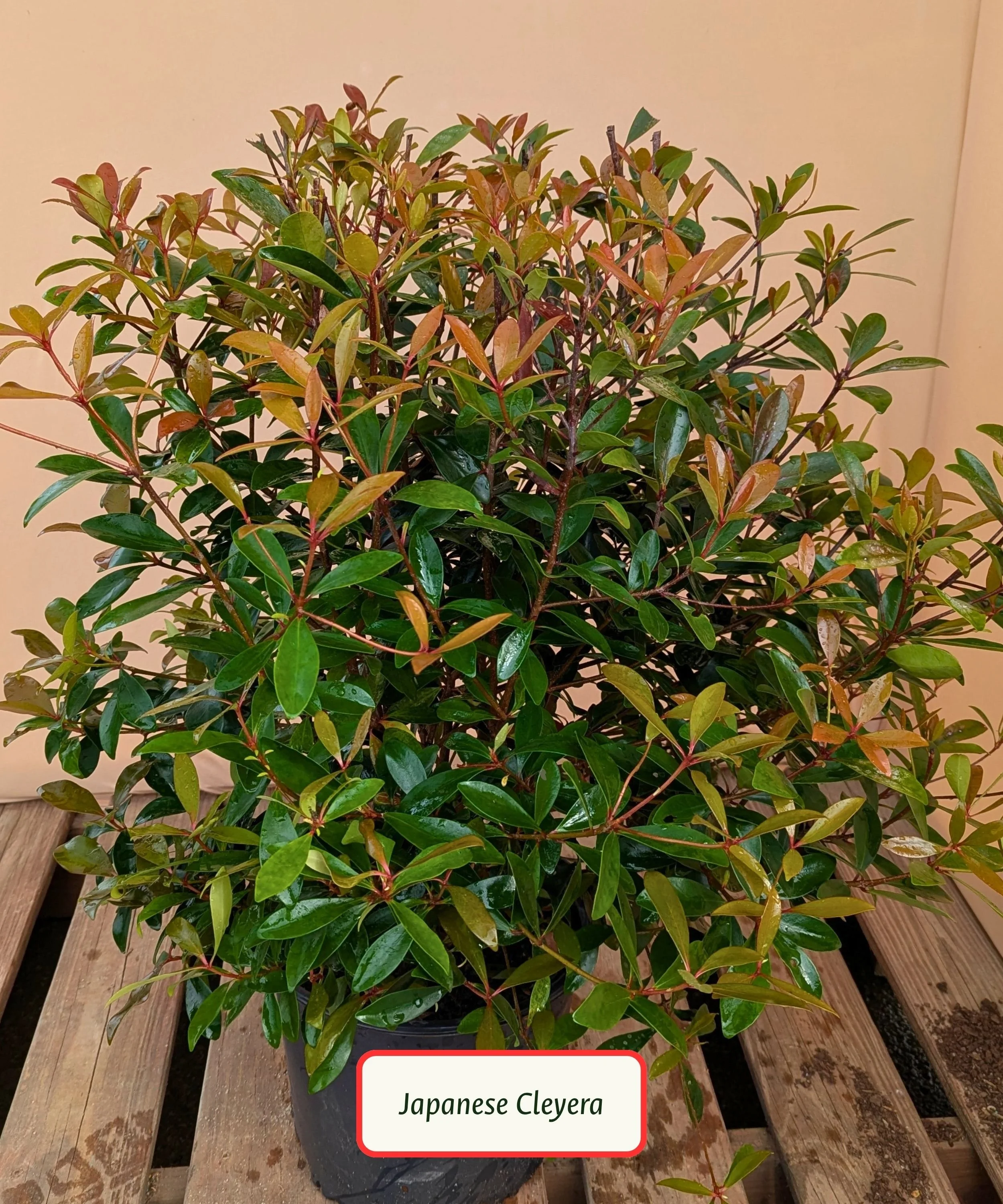 Japanese Cleyera