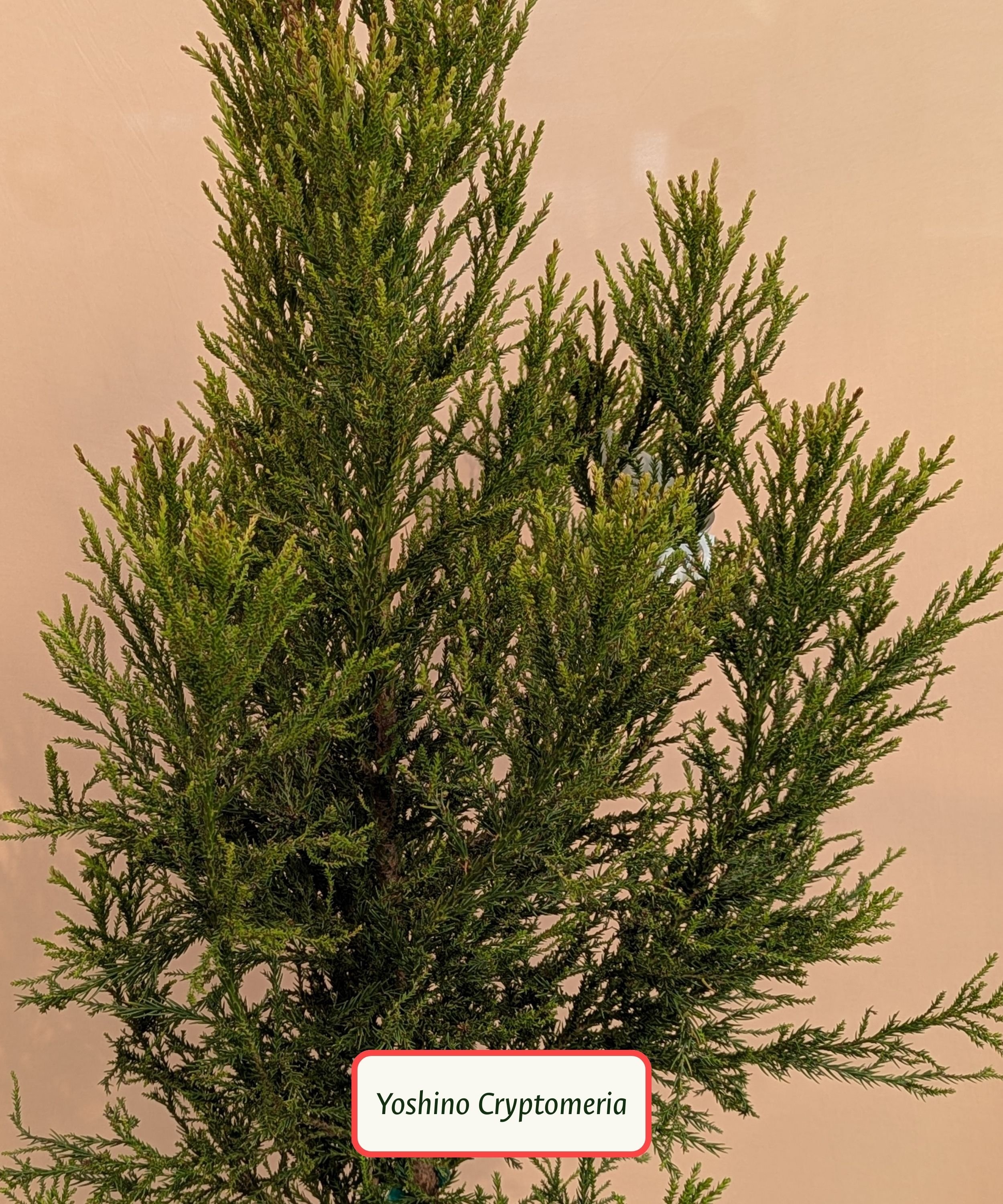 Yoshino Cryptomeria.jpg