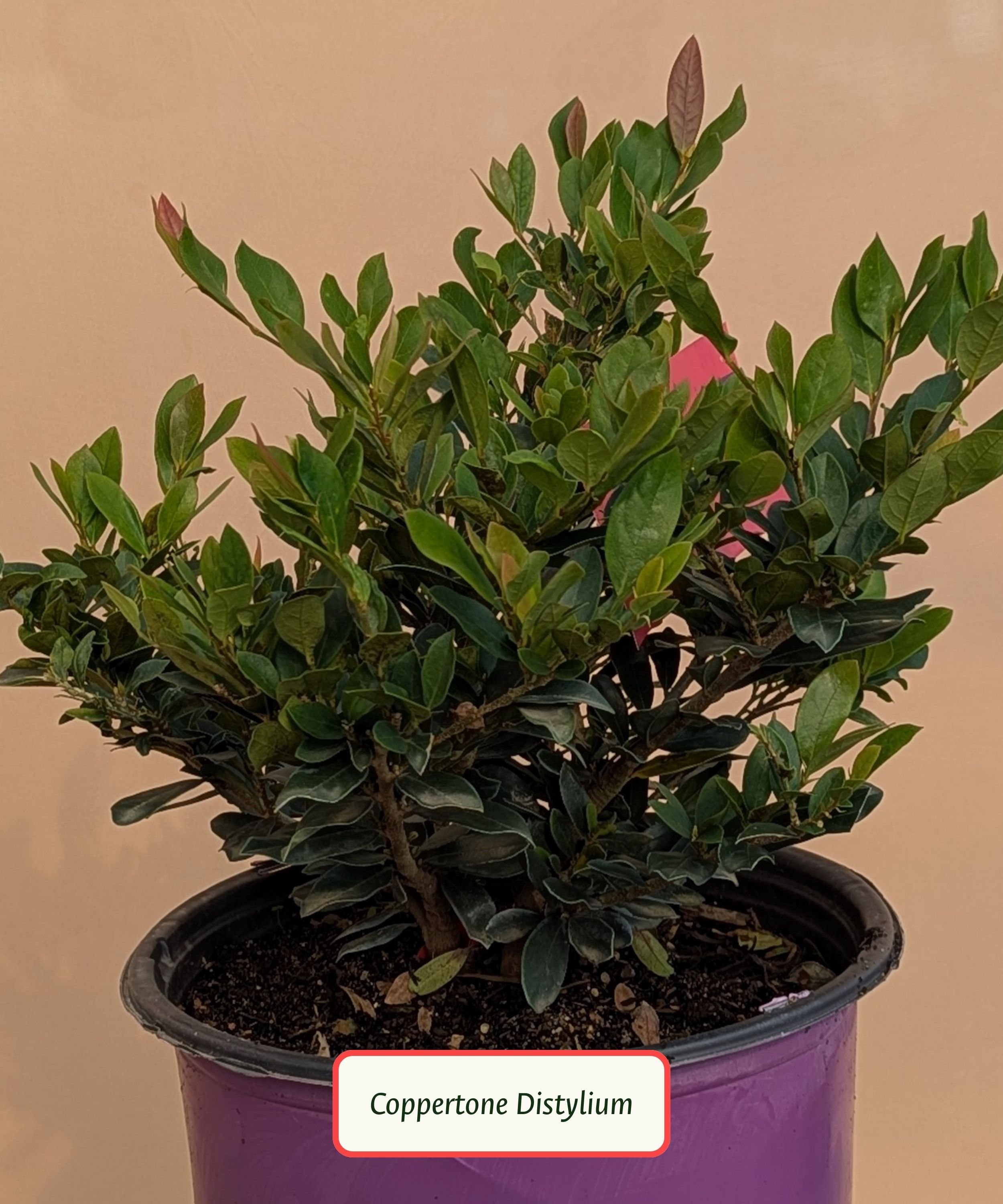 Coppertone Distylium.jpg