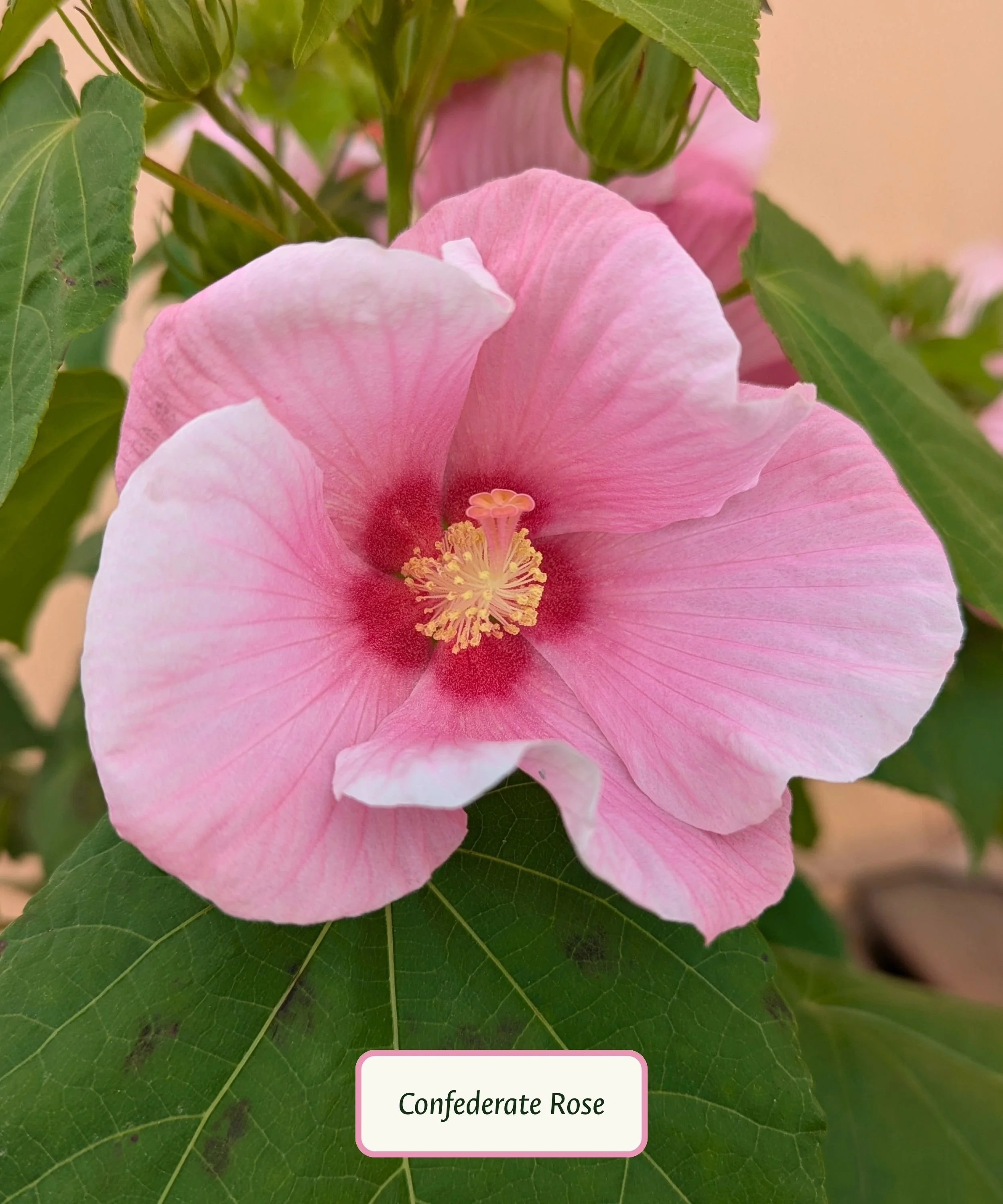 Confederate Rose (1).jpg