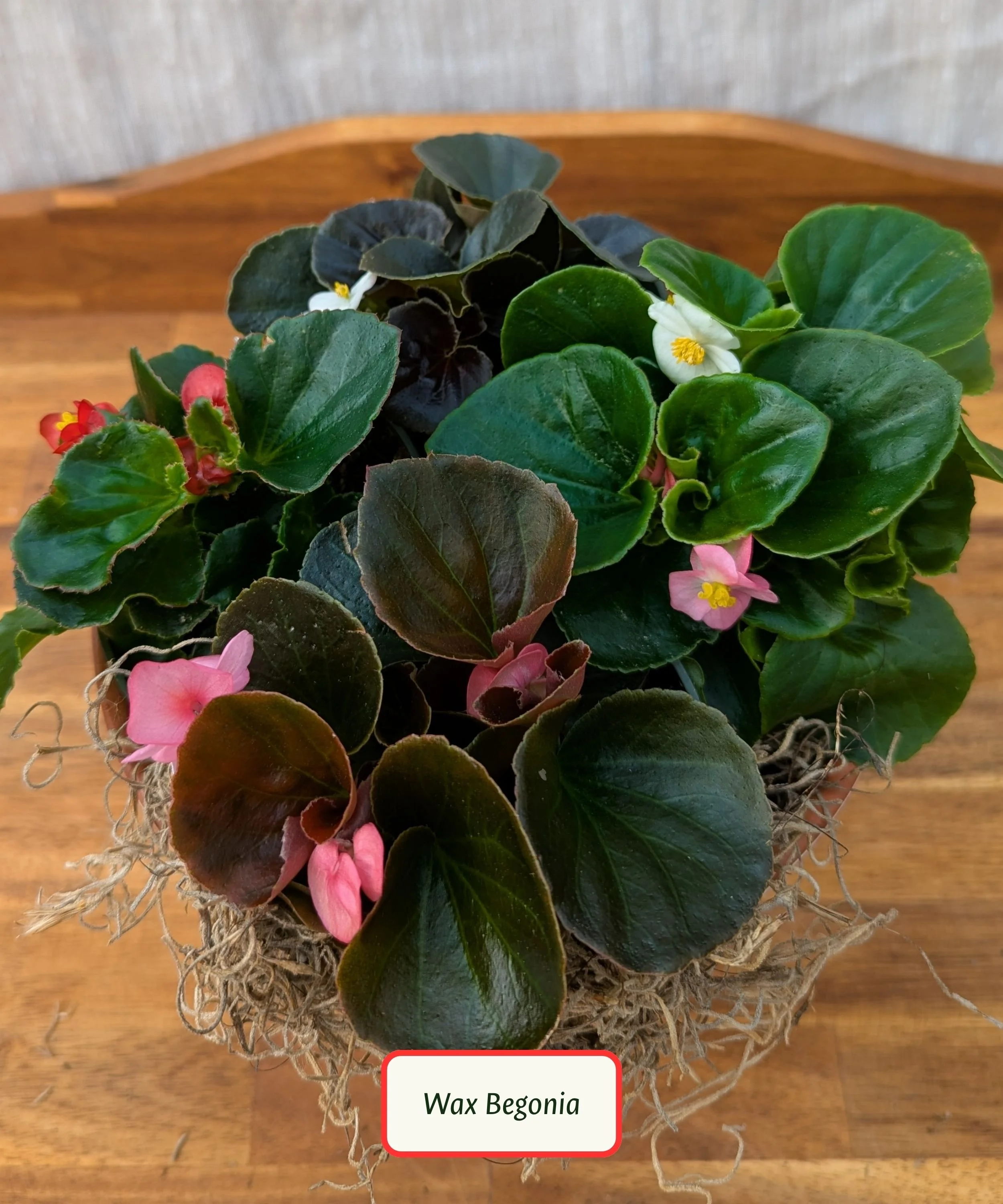 Annual Begonia