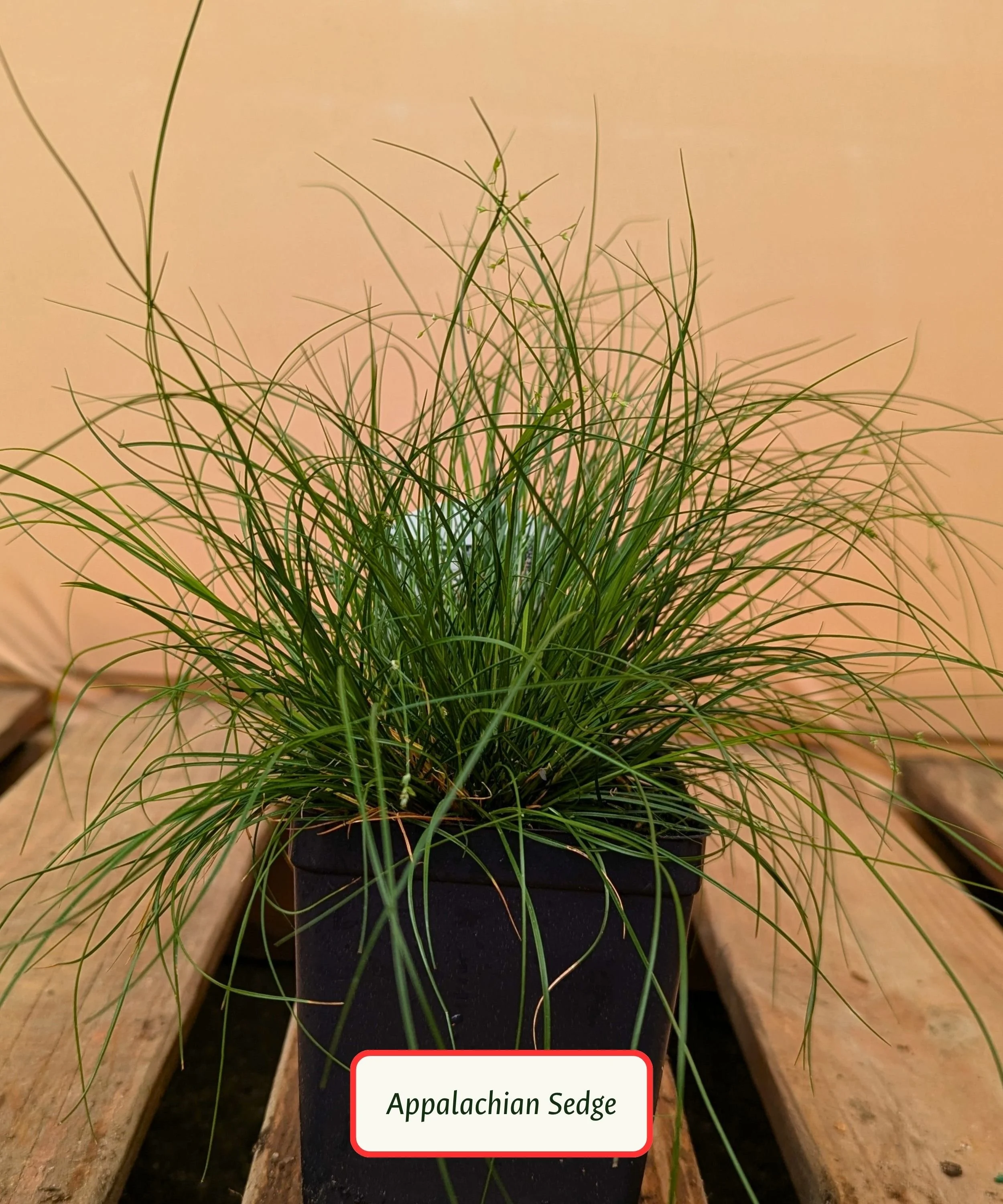 Appalachian Sedge.jpg