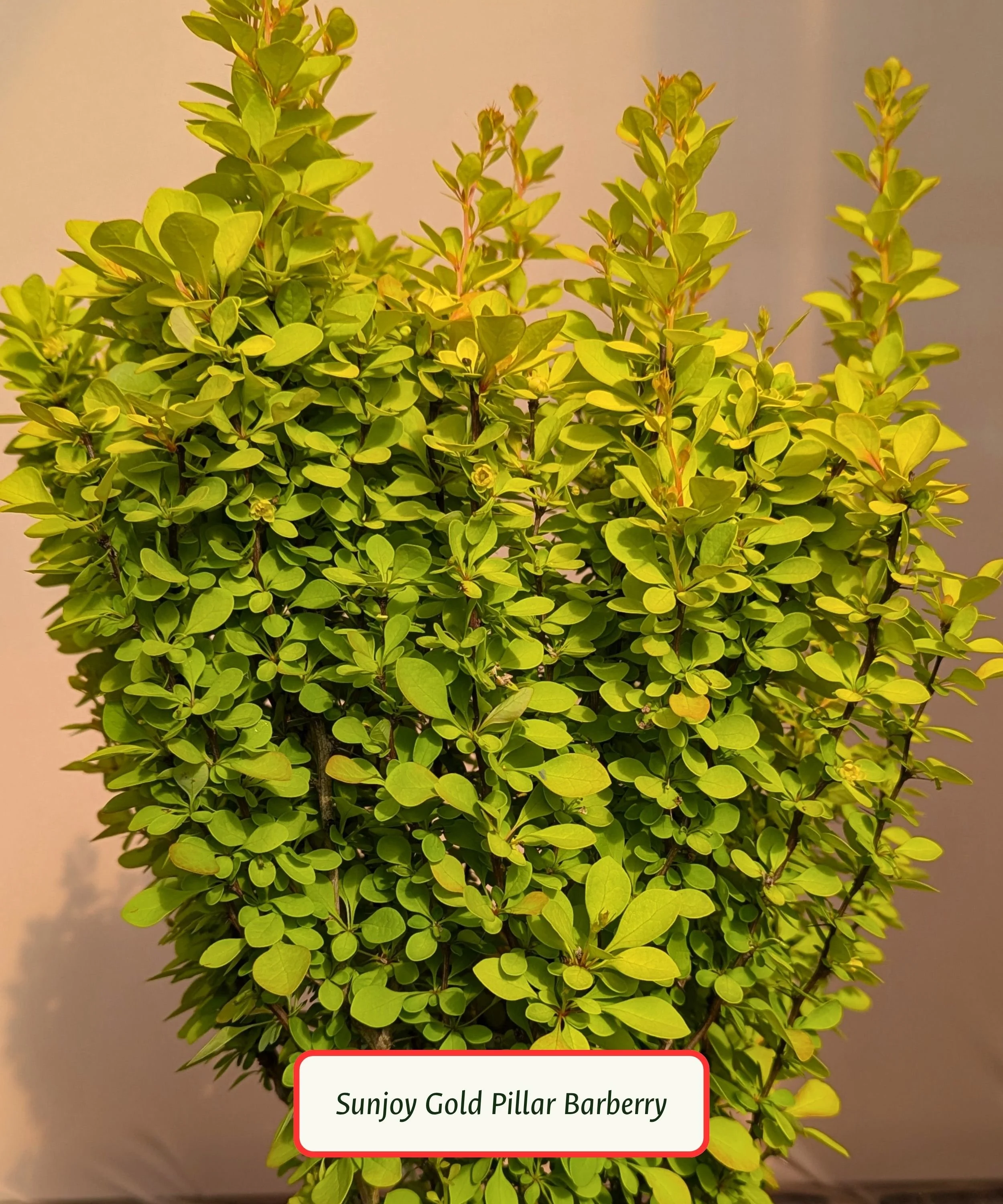 Sunjoy Gold Pillar Barberry.jpg