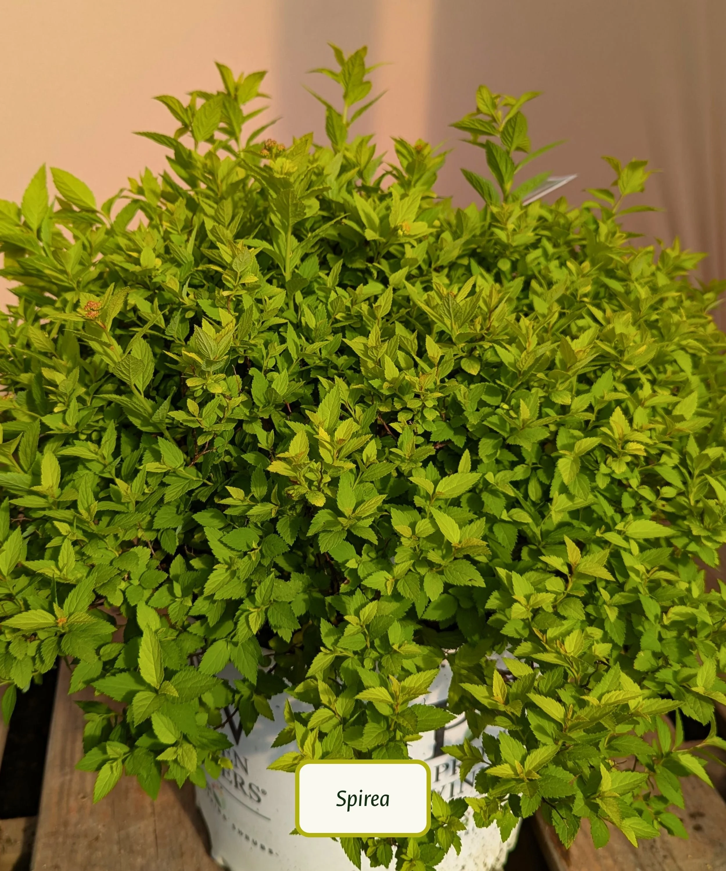 Double Play Gold Spirea.jpg