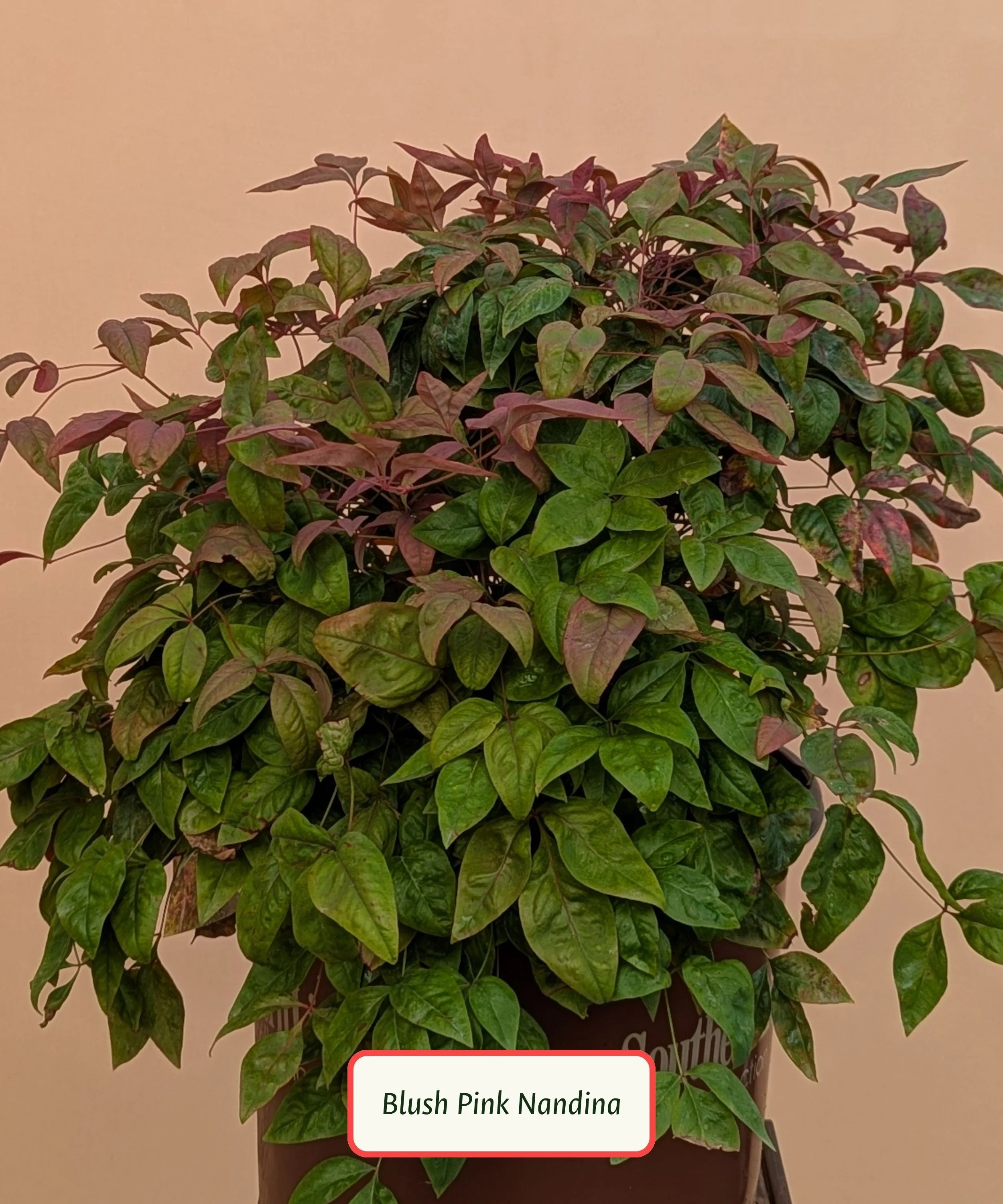 Blush Pink Nandina.jpg