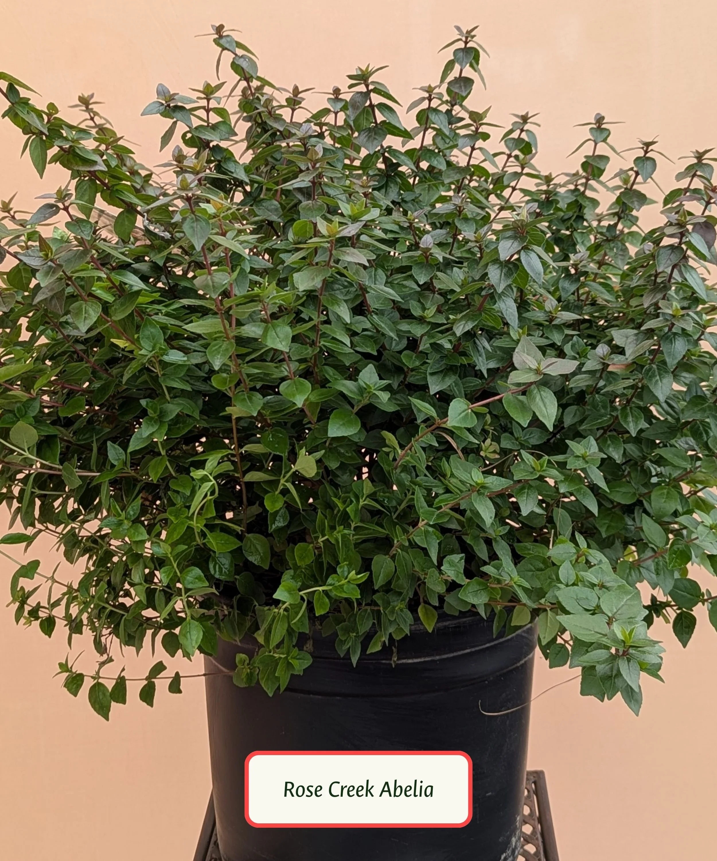 Rose Creek Abelia.jpg