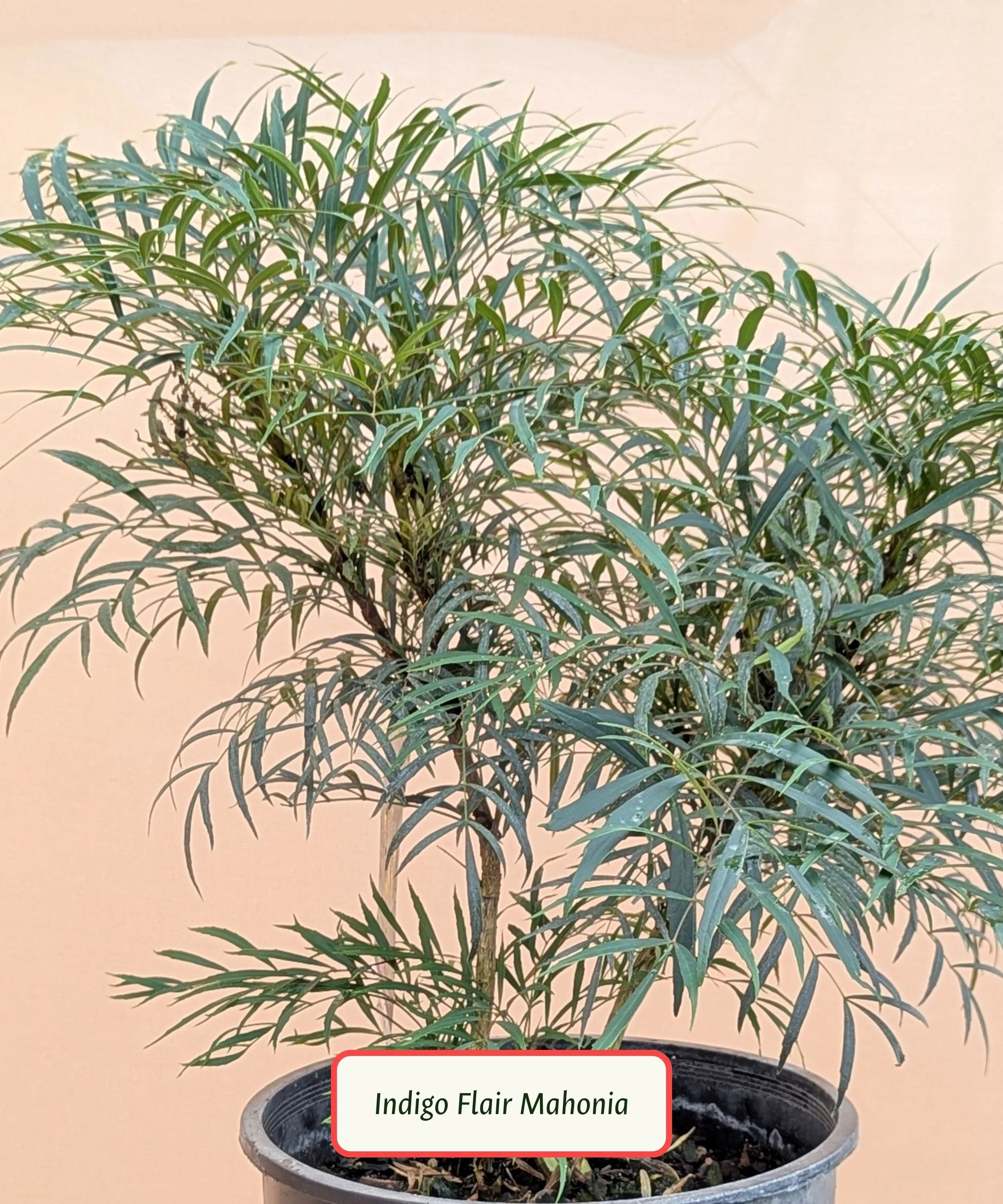 Indigo Flair Mahonia.jpg