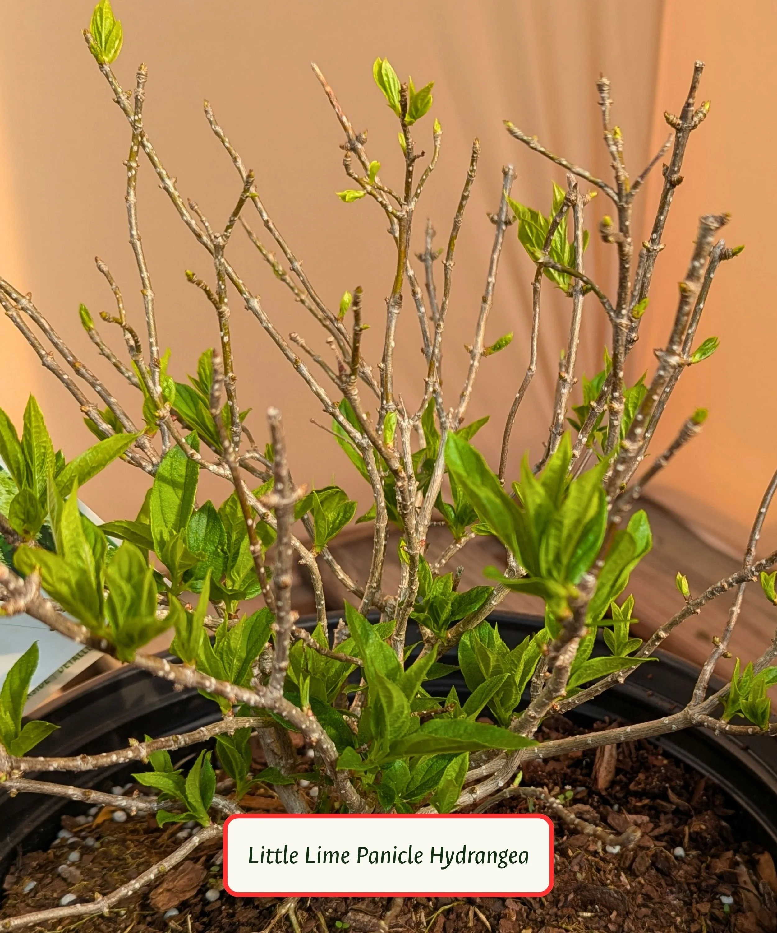 Little Lime Panicle Hydrangea.jpg
